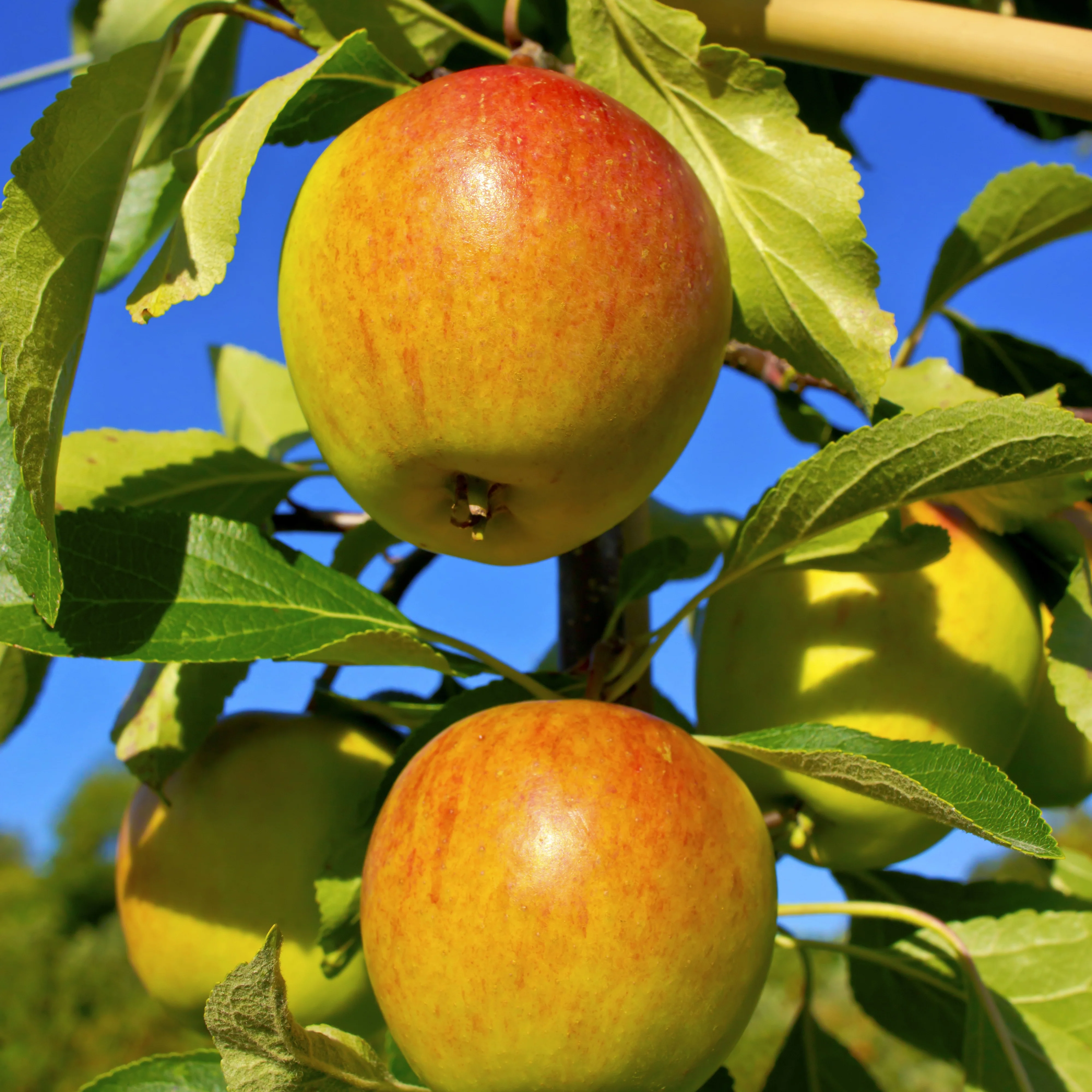 Appelboom Mix - 'Reine de reinettes', 'Gala', 'Golden Delicious' - Image 4