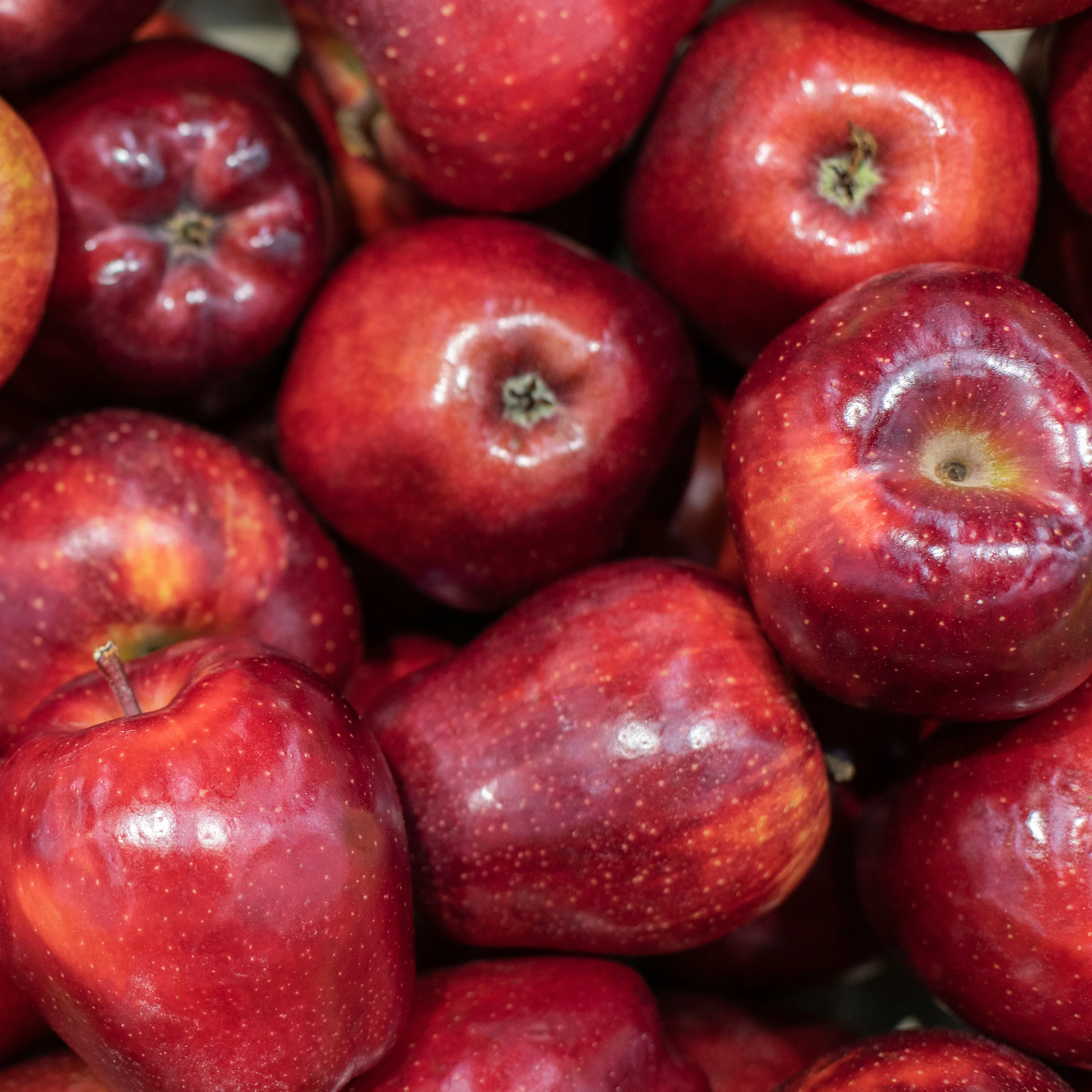 Appelboom 'Red Chief'