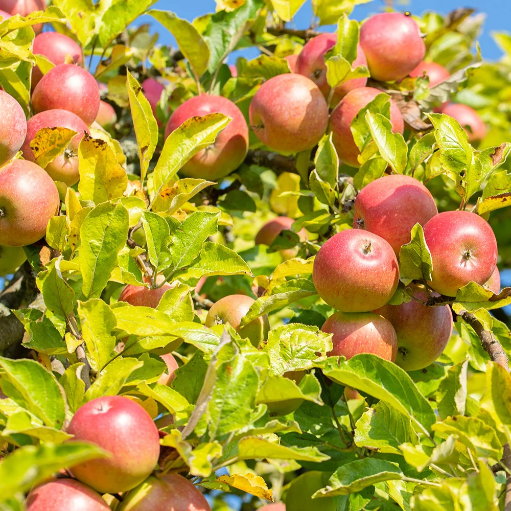 Appelboom 'Reine des Reinettes'