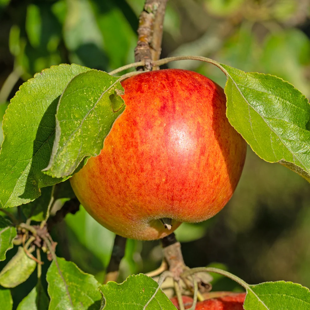 Appelboom 'Reine des Reinettes' - Image 2