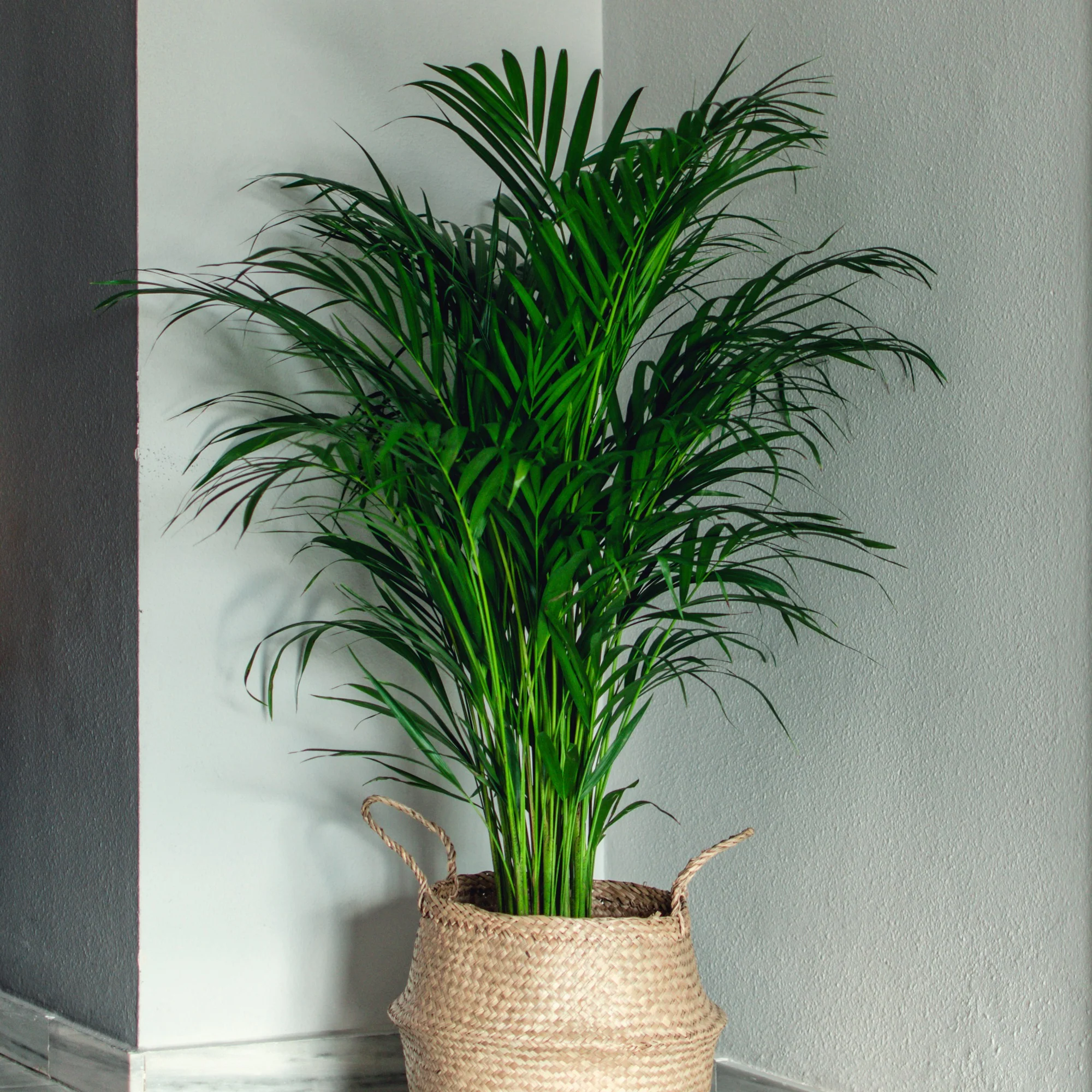 Areca palm - Image 4
