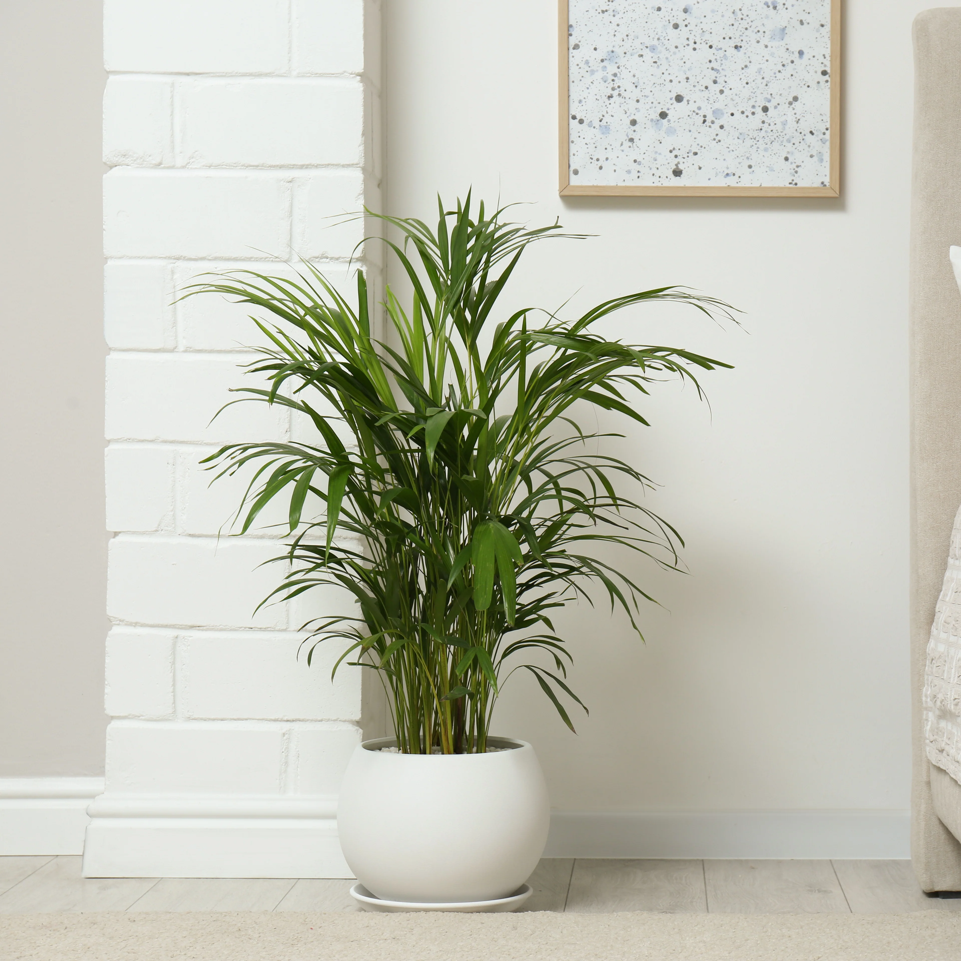 Areca palm - Image 5