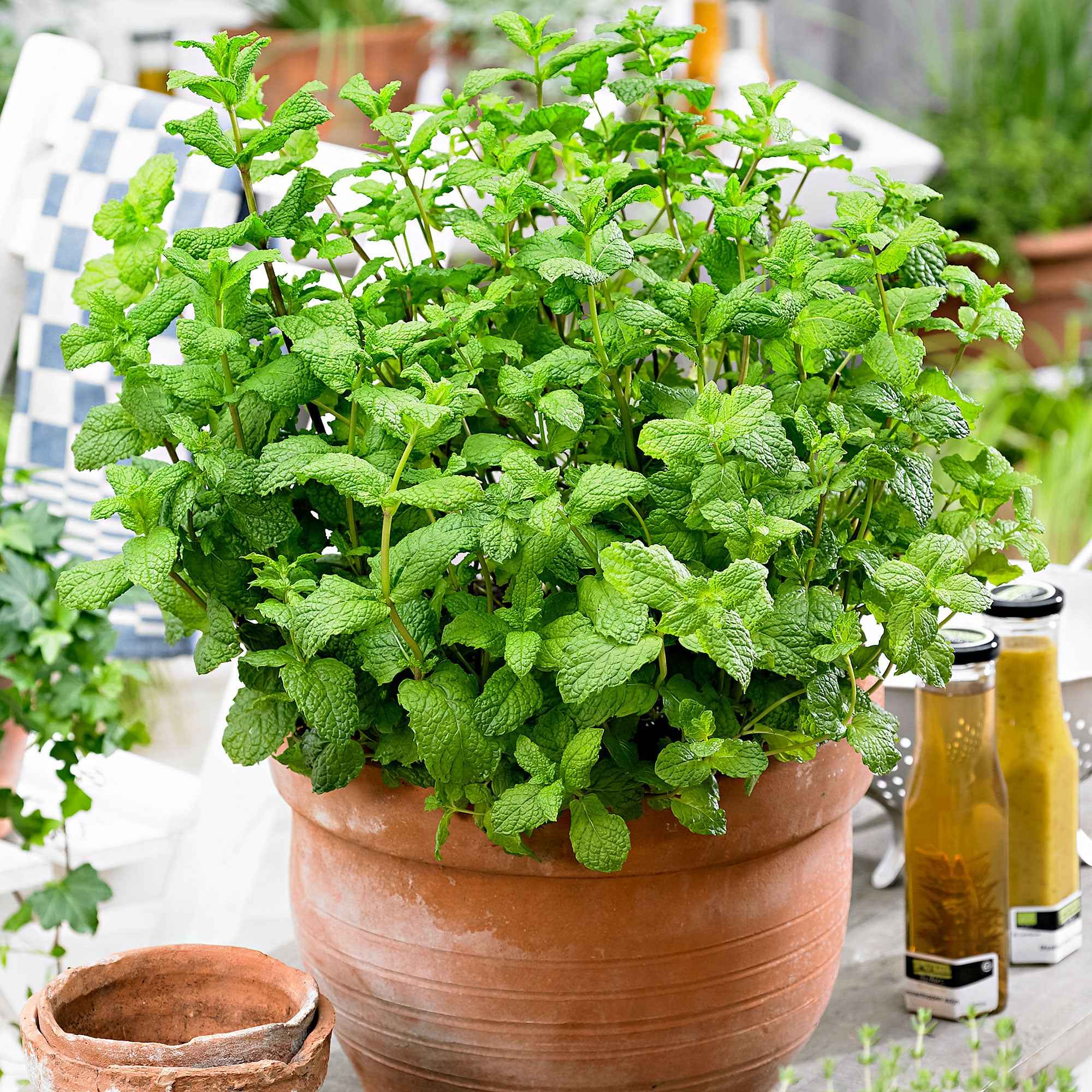 Aromatische collectie #2 - Image 5