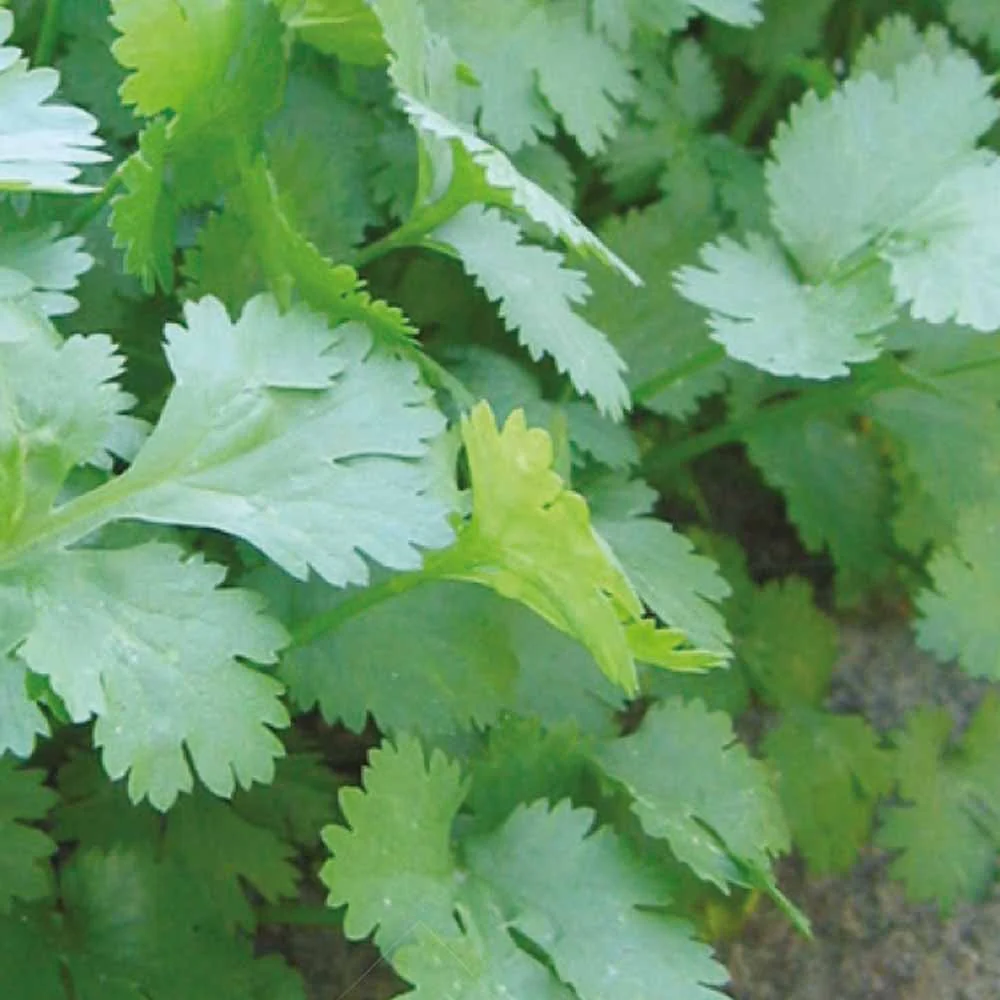 Aromatische collectie #2 - Image 7