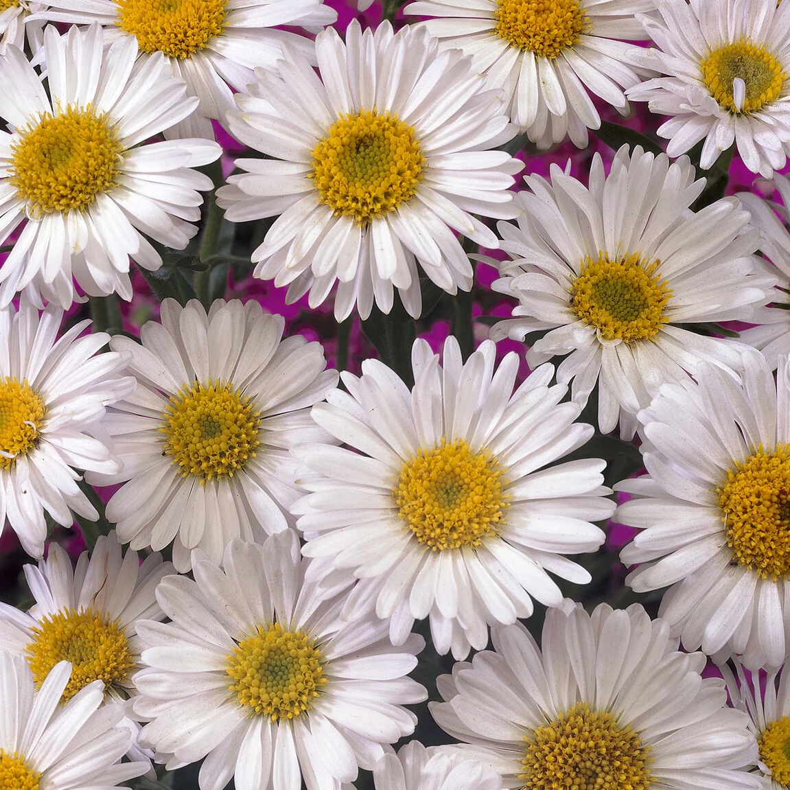 Alpinus Aster  Albus - Image 2