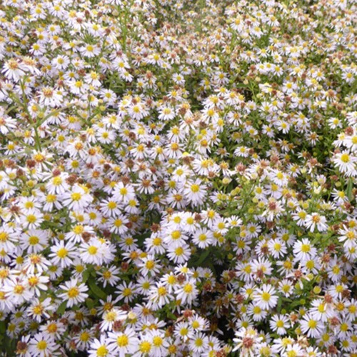 Aster Erlkönig