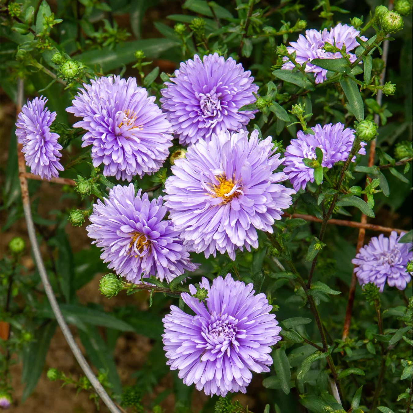 Aster  Nouvelle-Belgique Marie Ballard