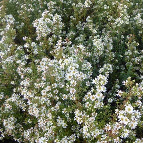 Aster Schneetanne (x3)