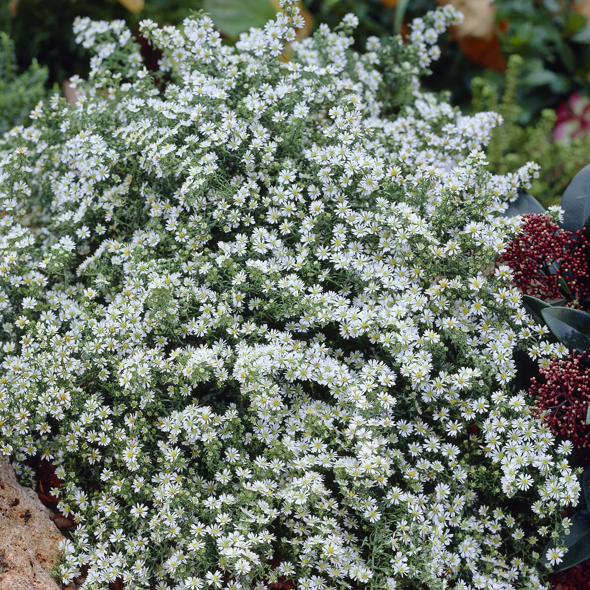 Aster Snowflurry