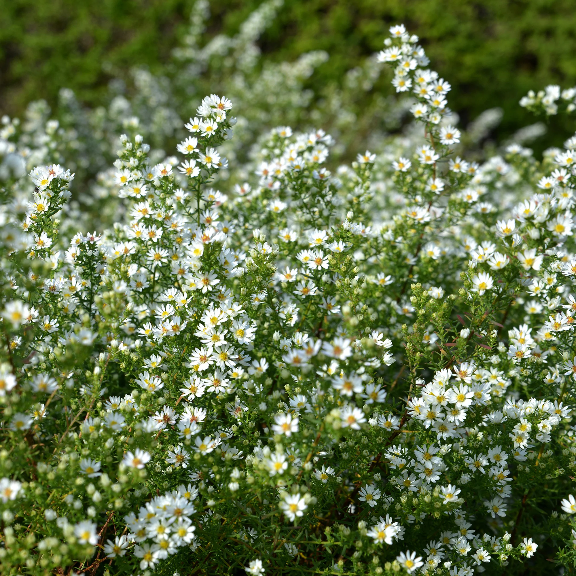 Aster Snowflurry - Image 3