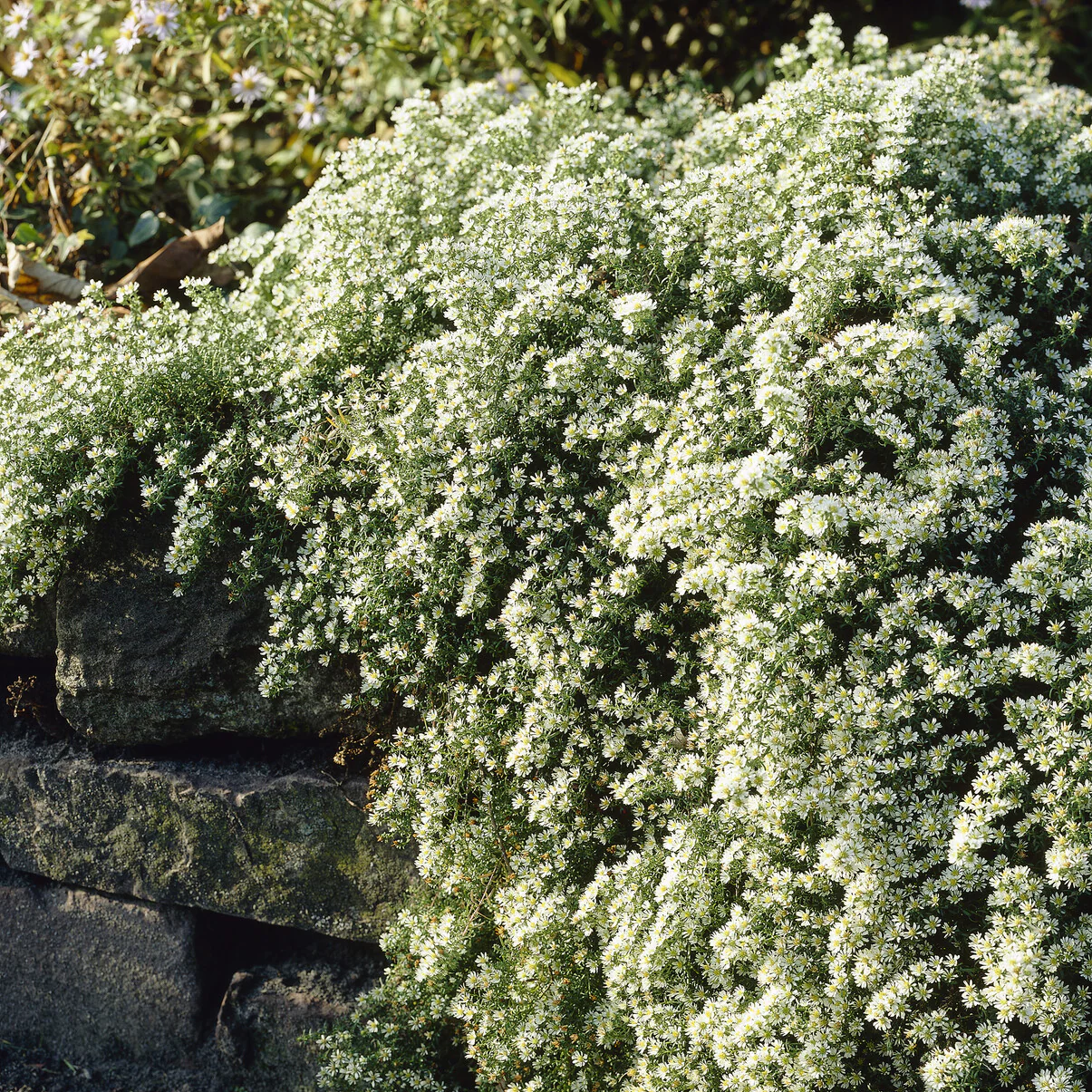 Aster Snowflurry - Image 4