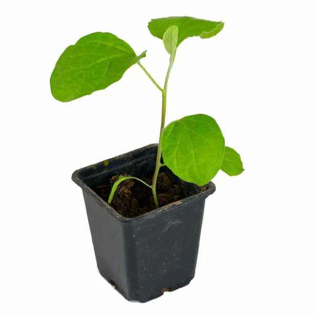 Aubergine 'Baluroi F1' - Image 3