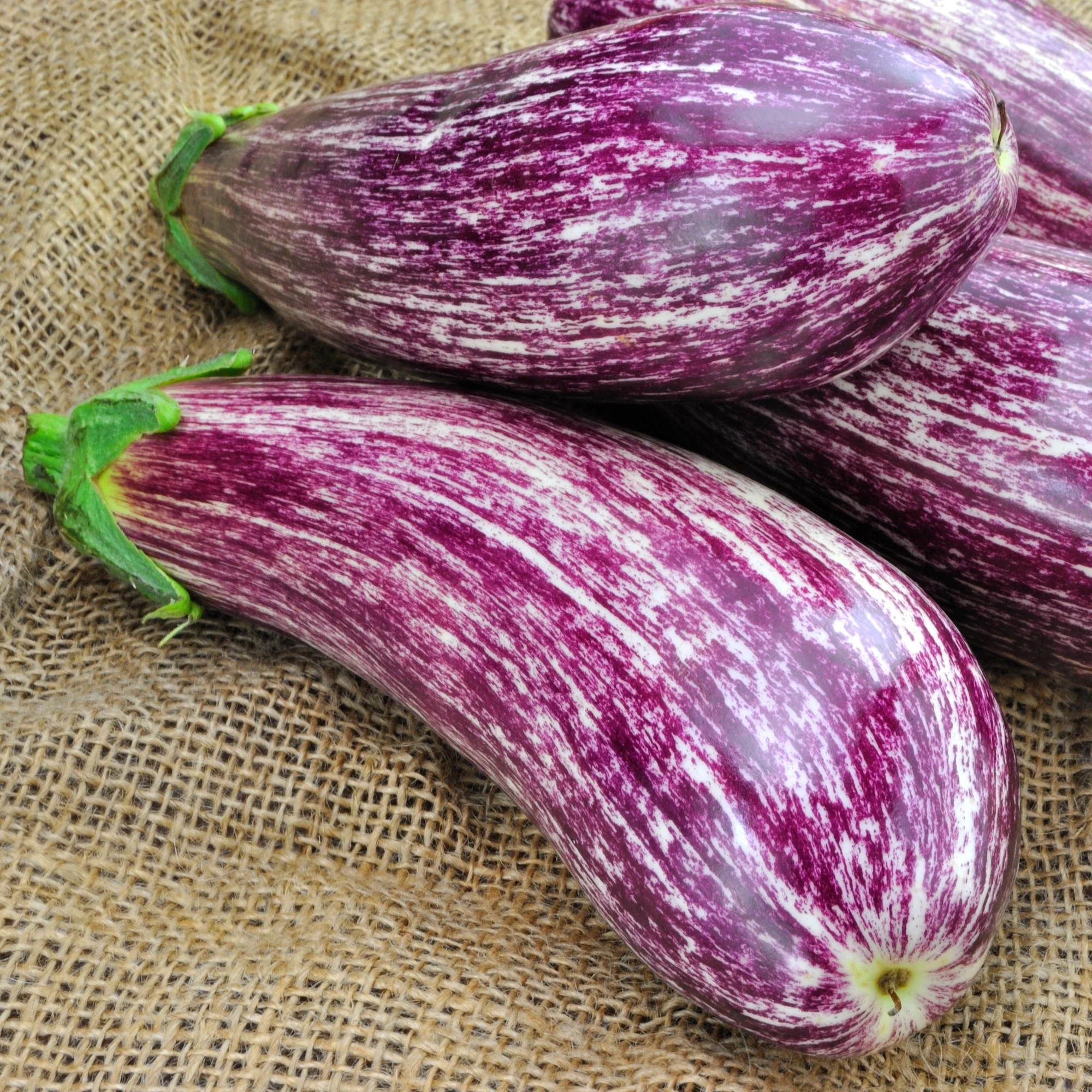 Aubergine 'Listada de Gandia' - Image 3
