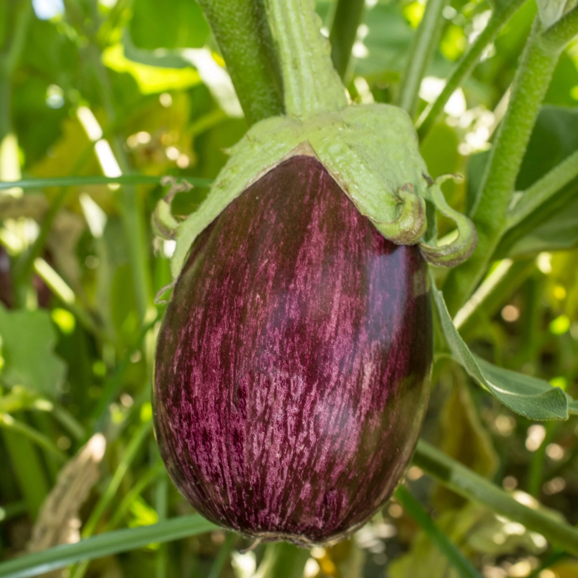 Aubergine 'Listada de Gandia' - Image 4