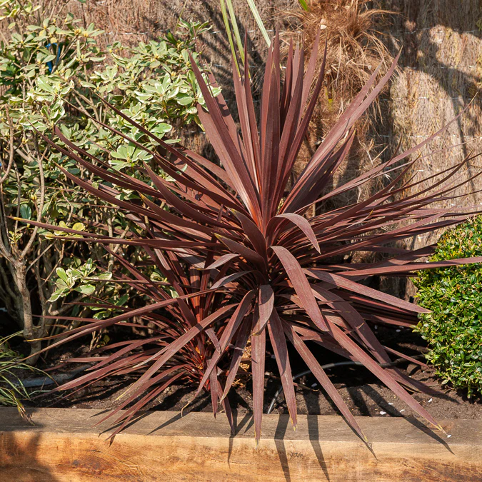 Australische cordyline Burgundy Spire®