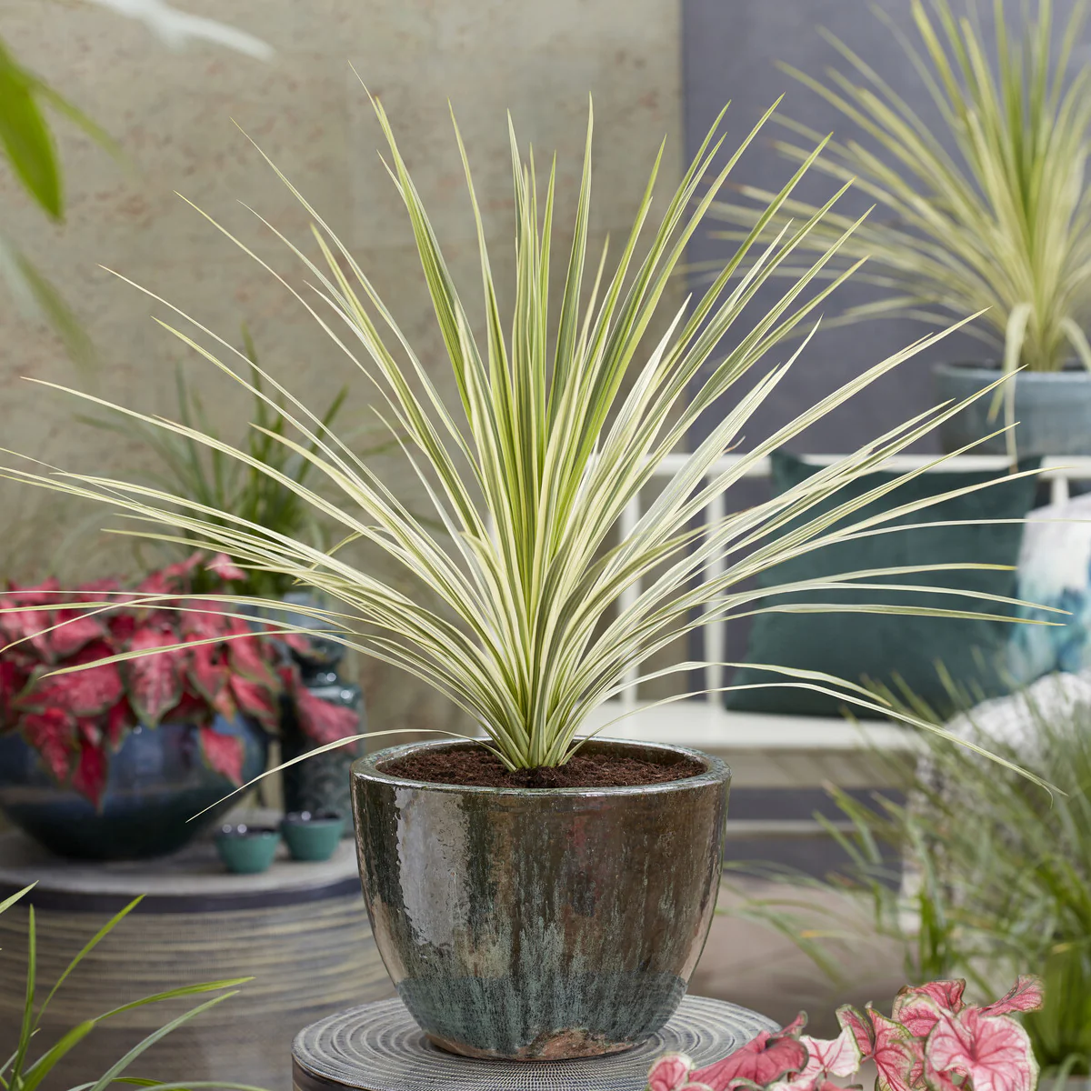 Australische cordyline Lime Passion®