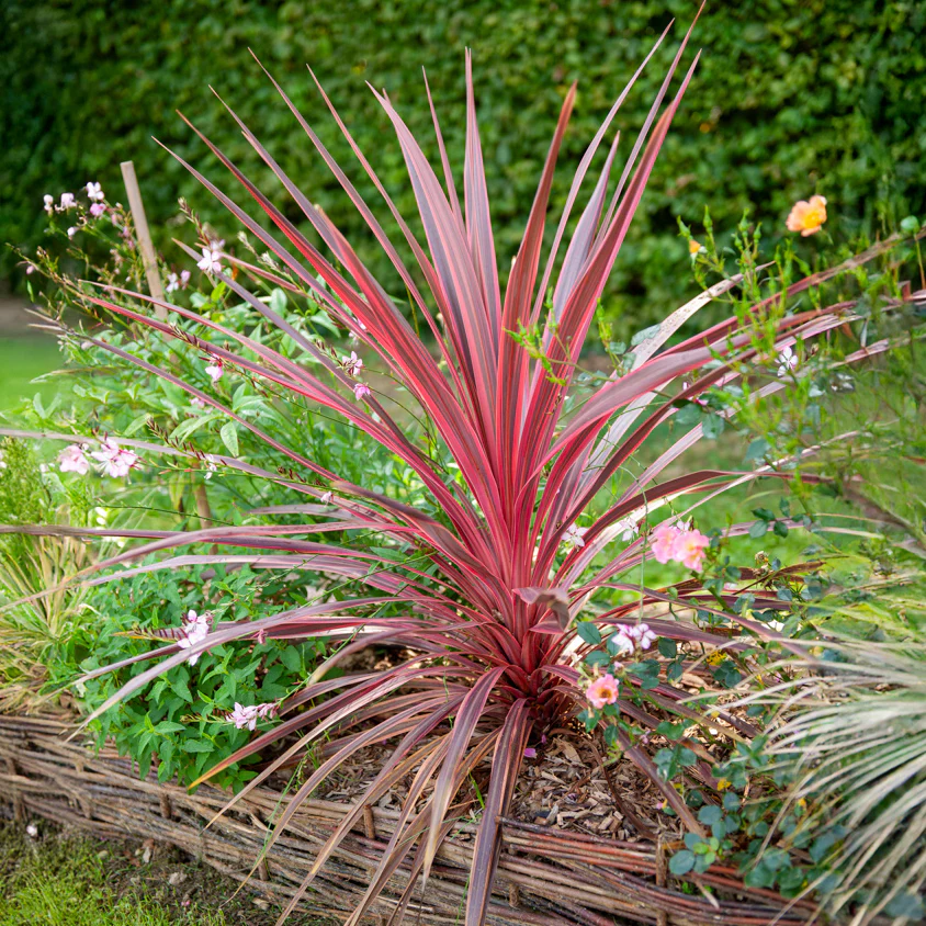 Australische cordyline Pink Passion® - Image 2