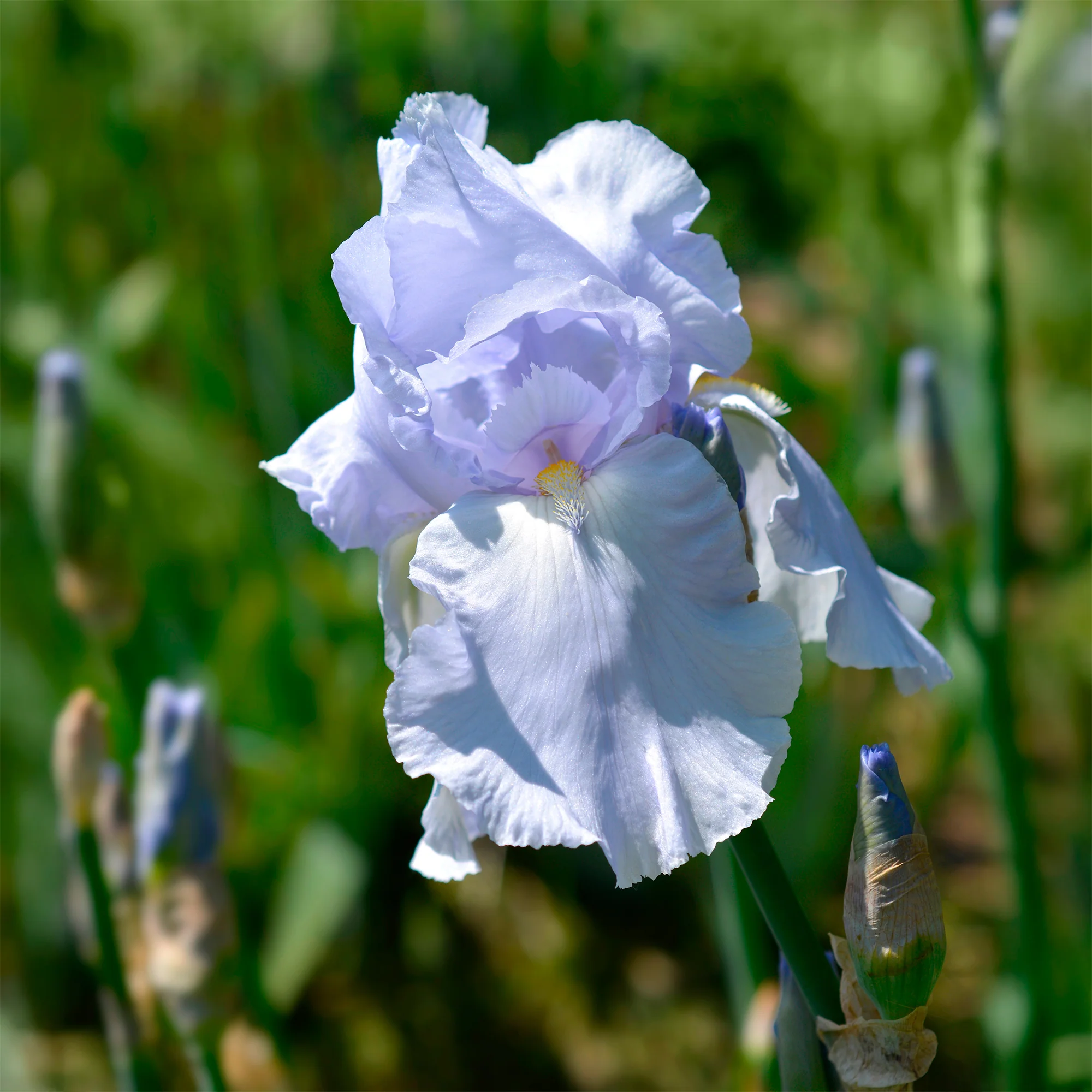 Baardiris Blue Sapphire