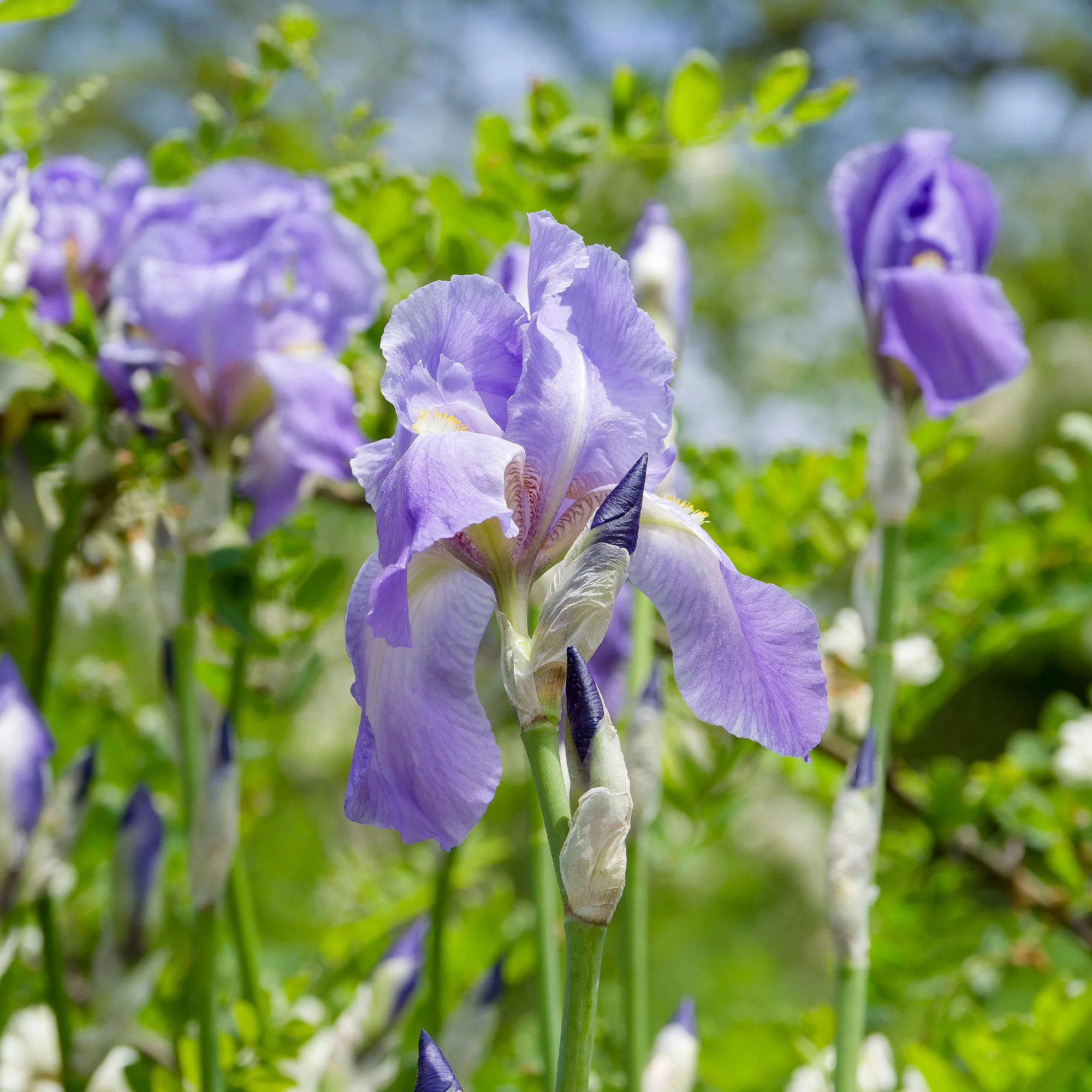 Baardiris 'Lovely Again' (x3)