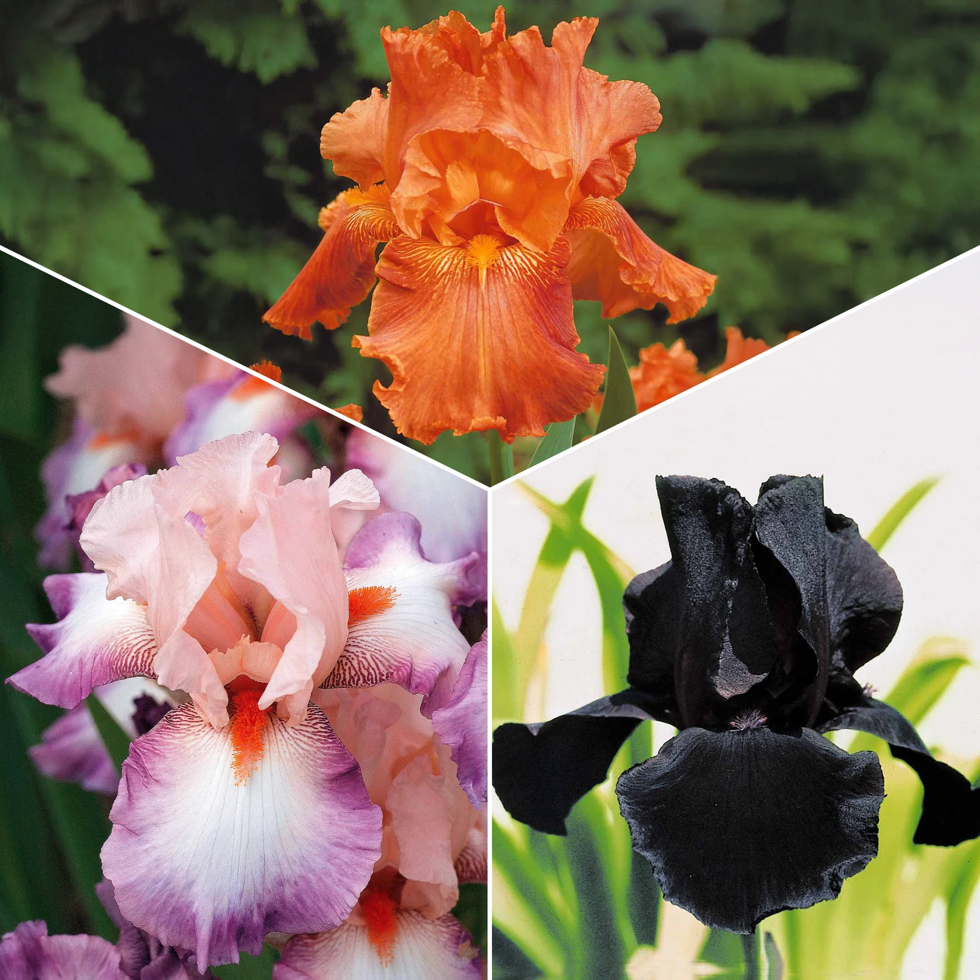 Baardiris Mix 'Depth of Field' + 'Poésie' + 'Study in Black' (x6)