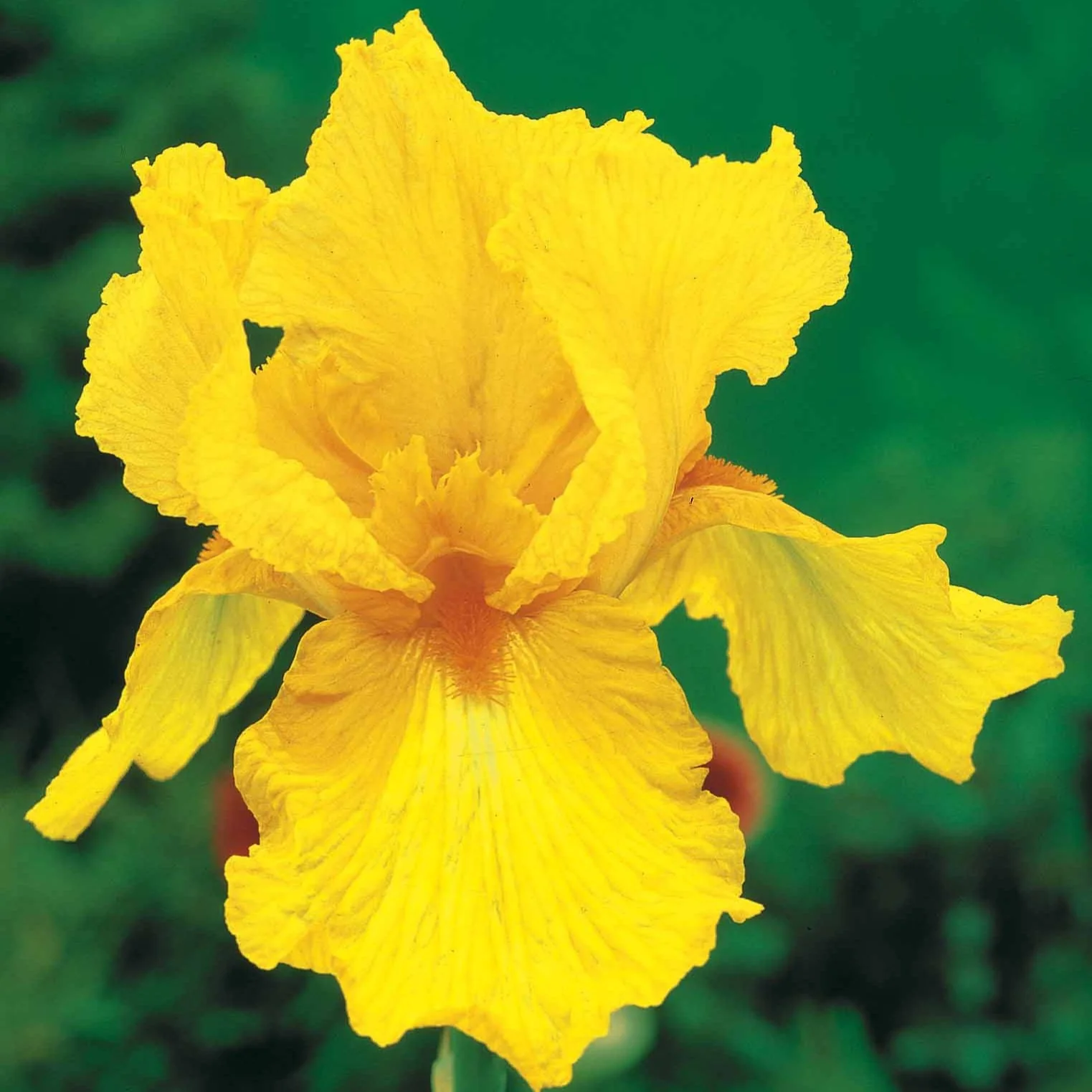 Baardiris 'Sangreal' (x2) - Image 3