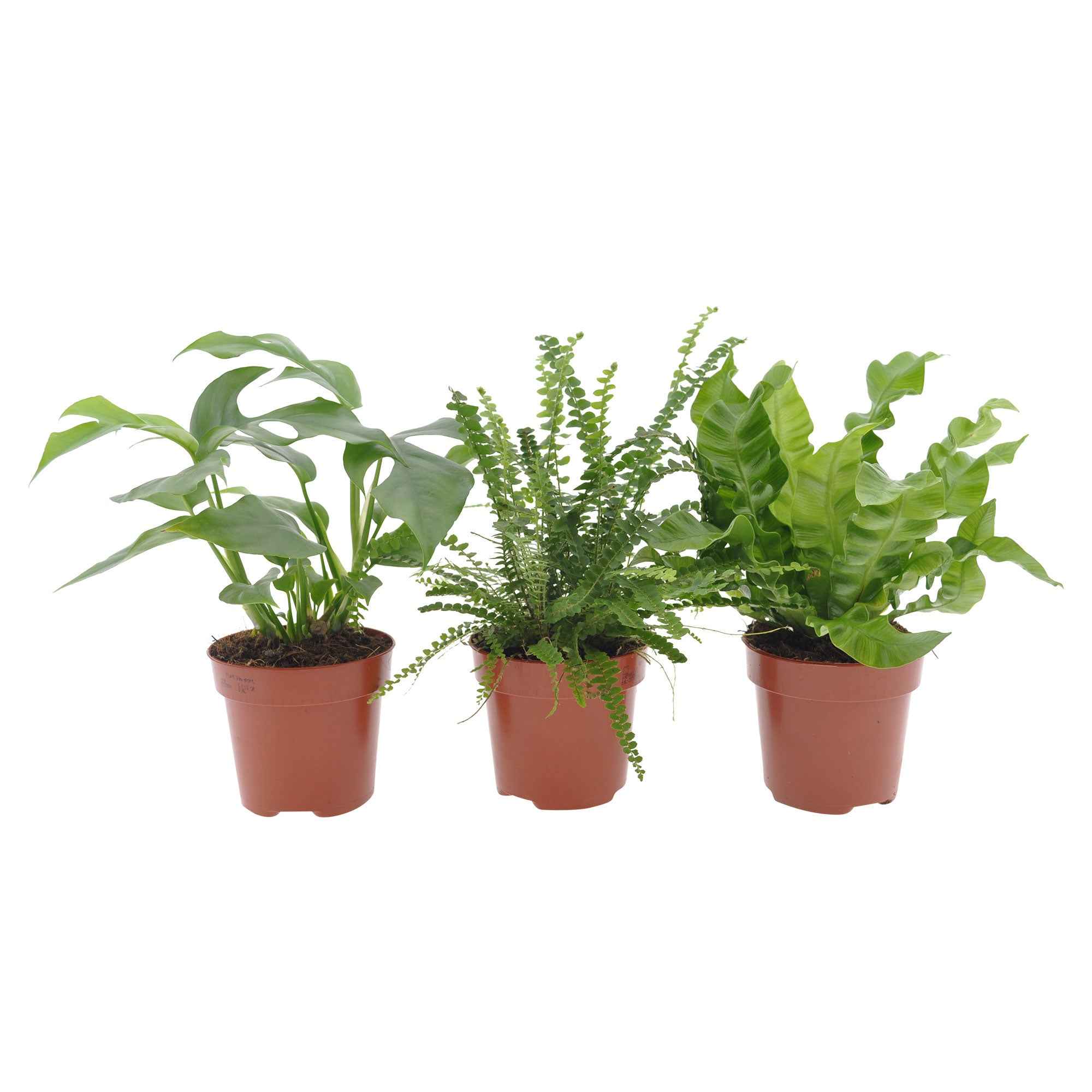 Miniatuur 2