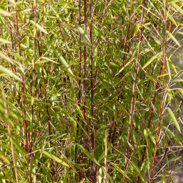 Rode bamboe - Image 3