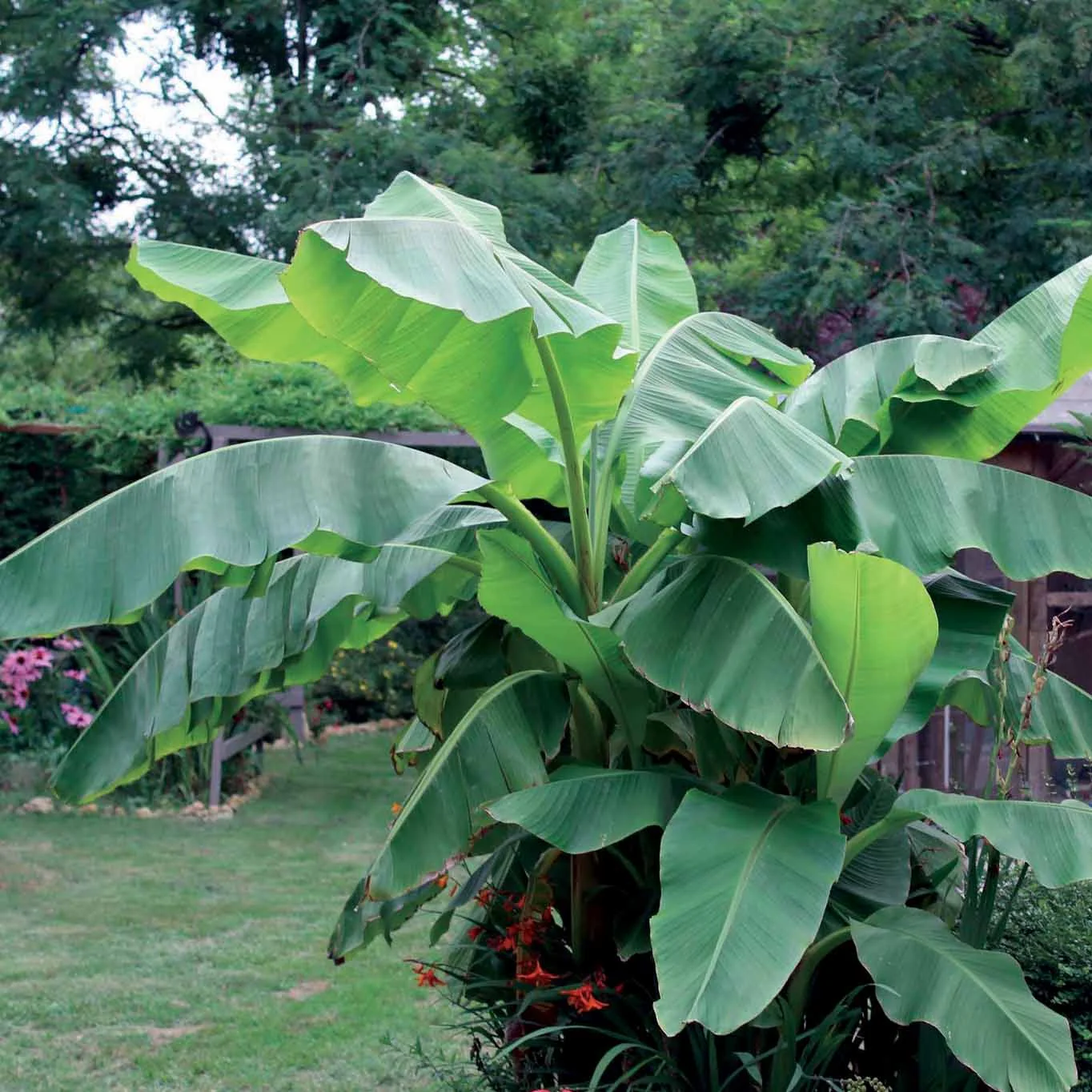 Bananenplant Musa basjoo - Image 3