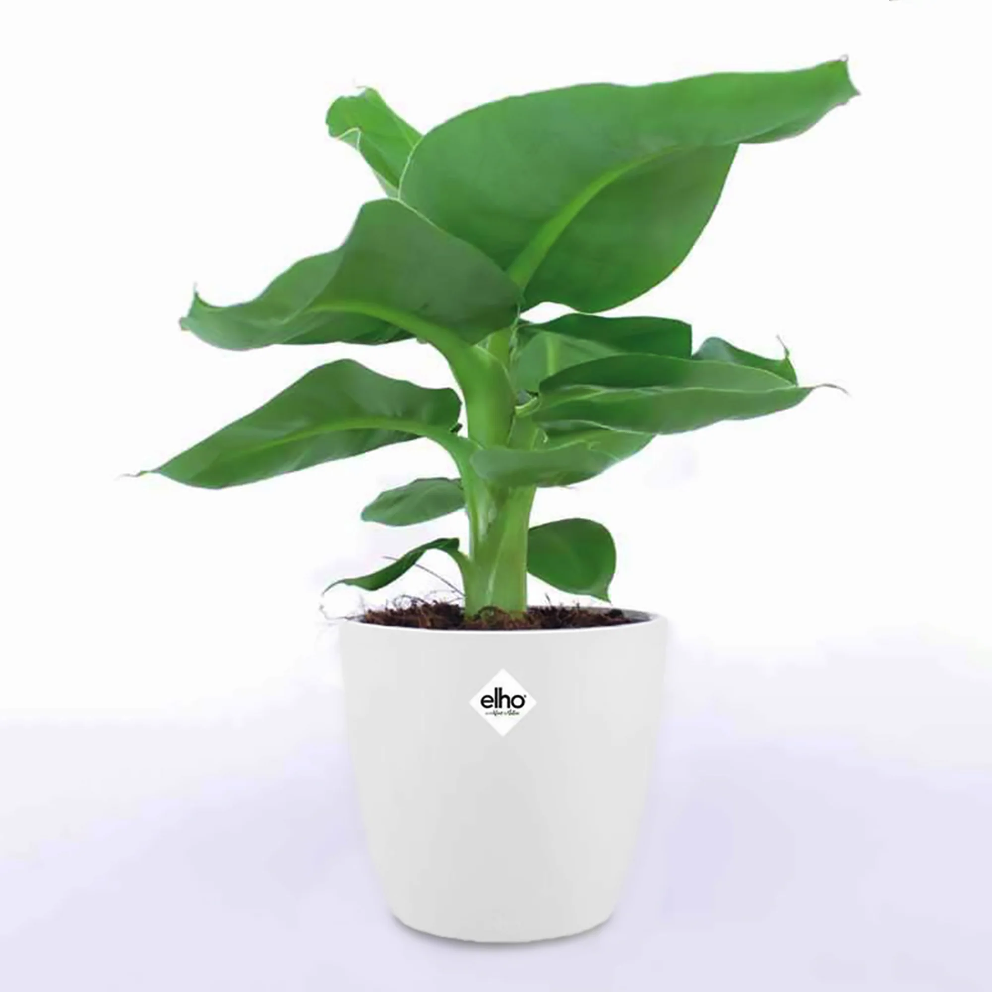 Bananenplant 'Oriental Dwarf' incl. witte sierpot - Image 3