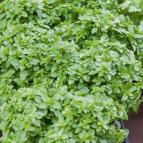 Basilicum 'Fin Vert'