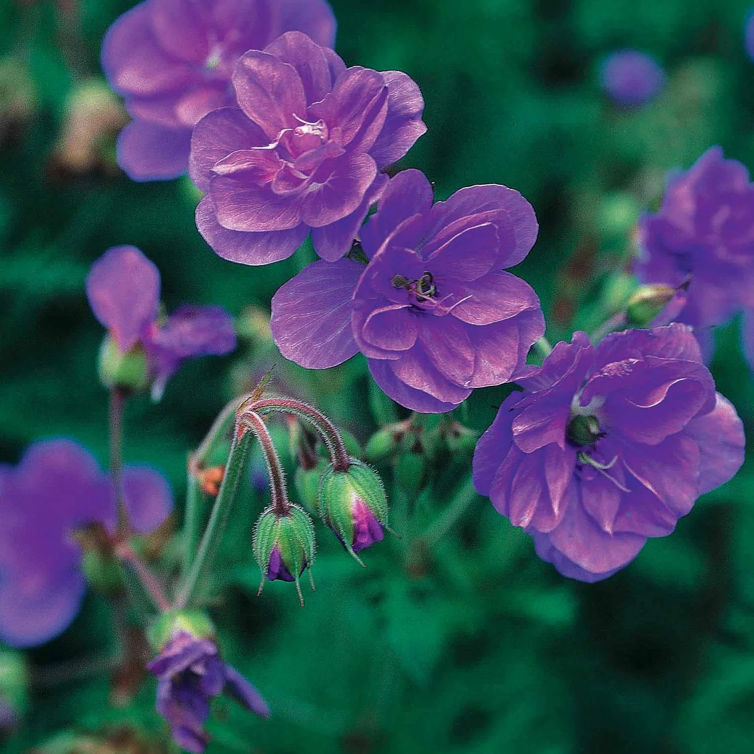 Beemdooievaarsbek 'Caeruleum' (x2)