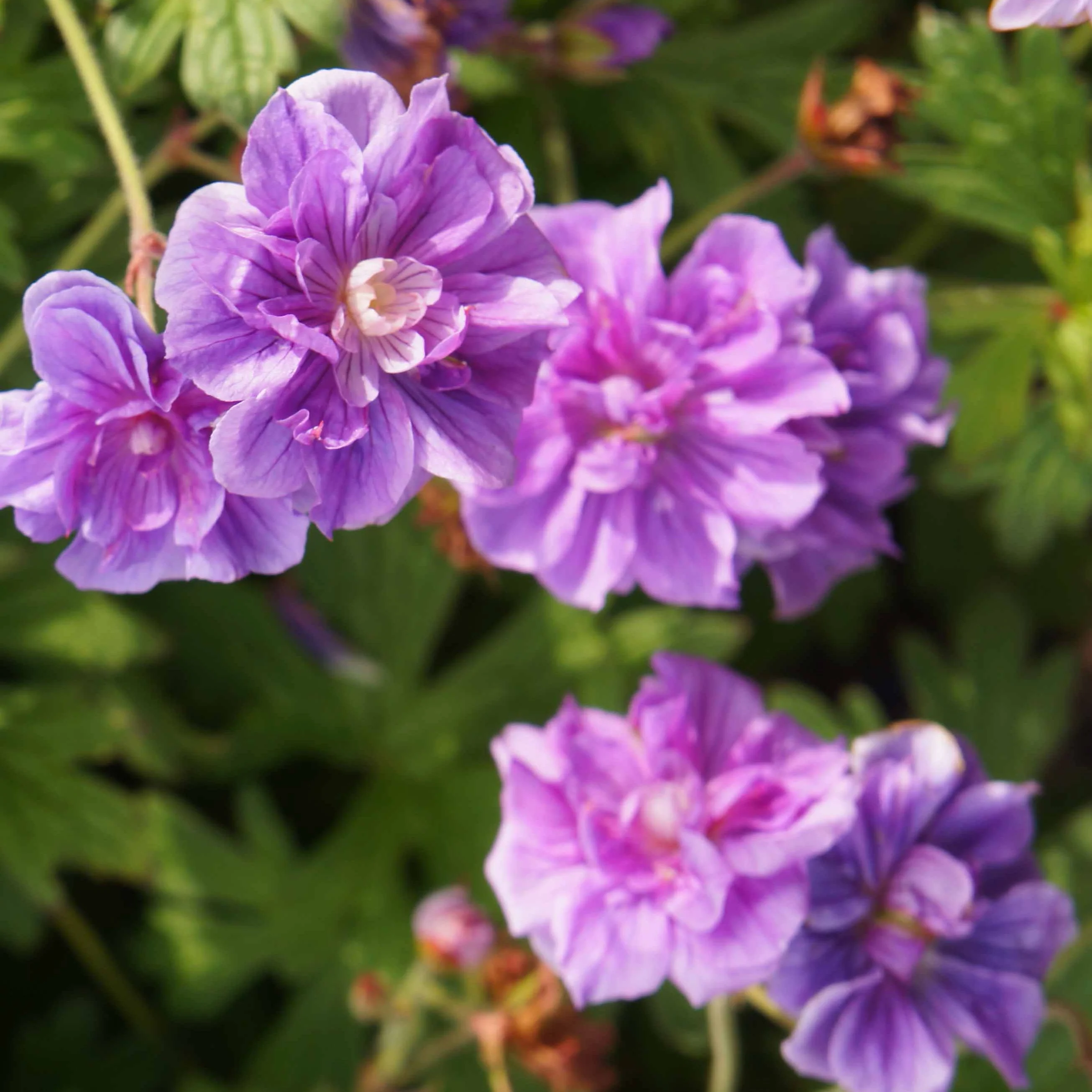 Beemdooievaarsbek 'Caeruleum' (x2) - Image 2