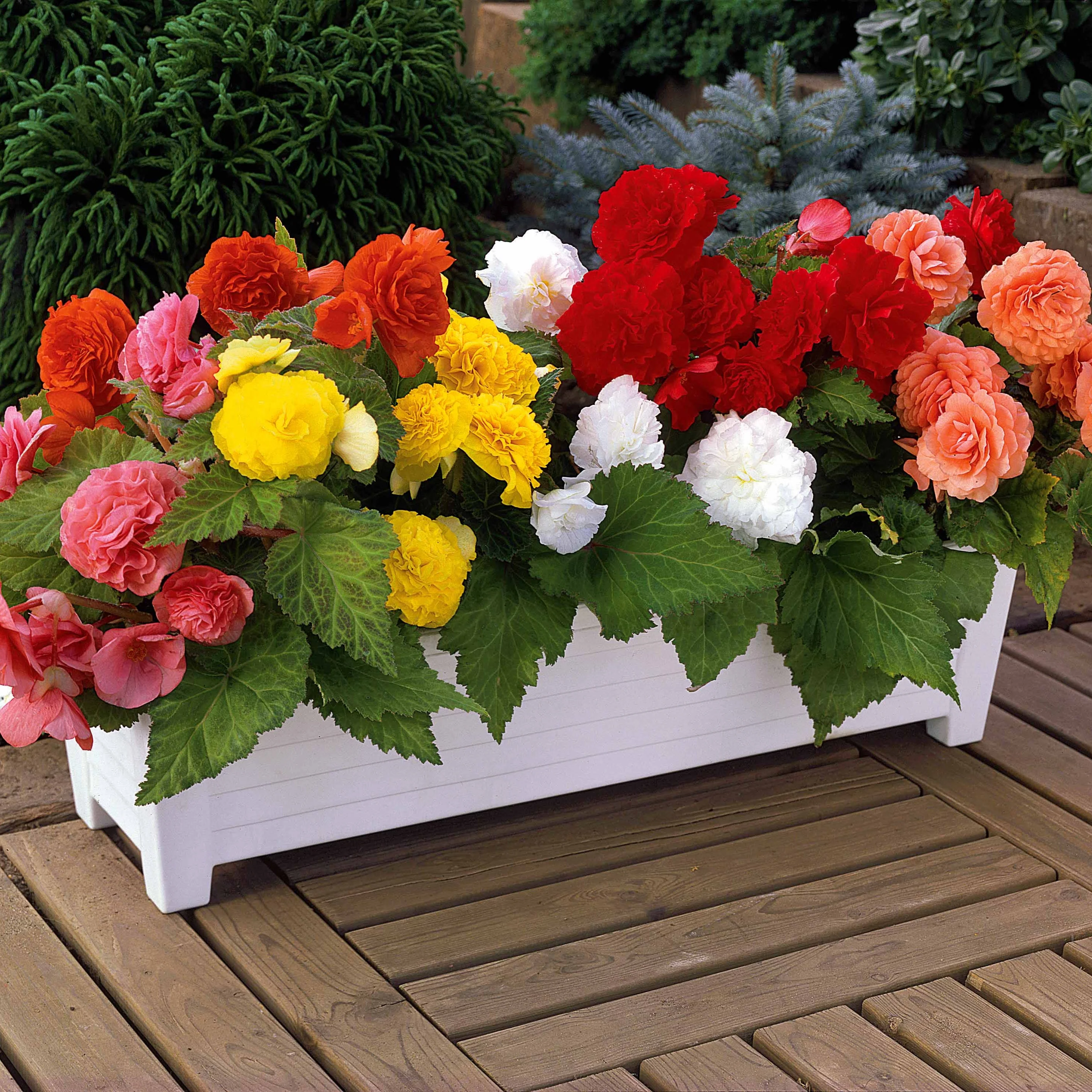 Begonia Mix 'Non Stop' - geel/rood/roze/wit (x16)
