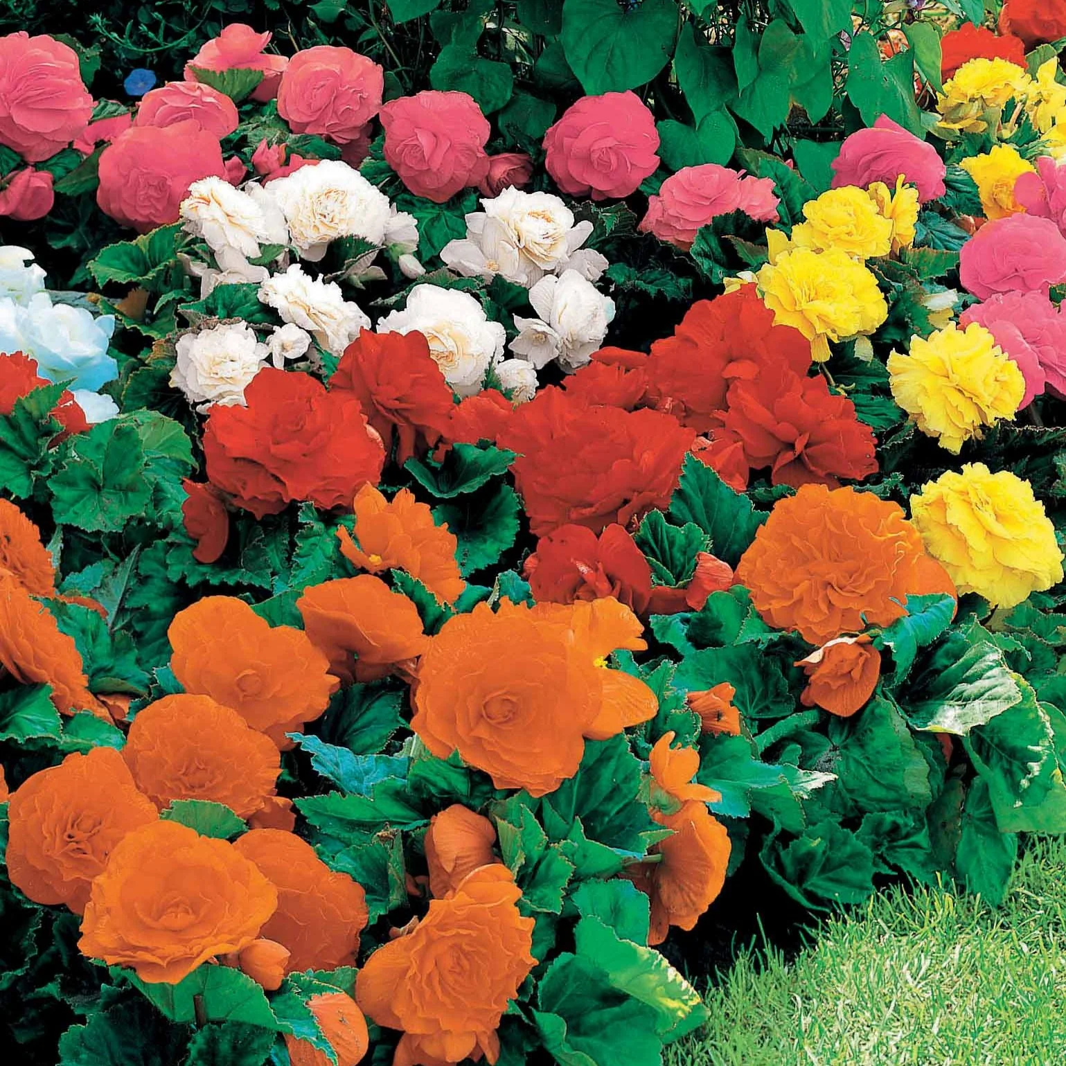 Begonia Mix 'Non Stop' - geel/rood/roze/wit (x16) - Image 2