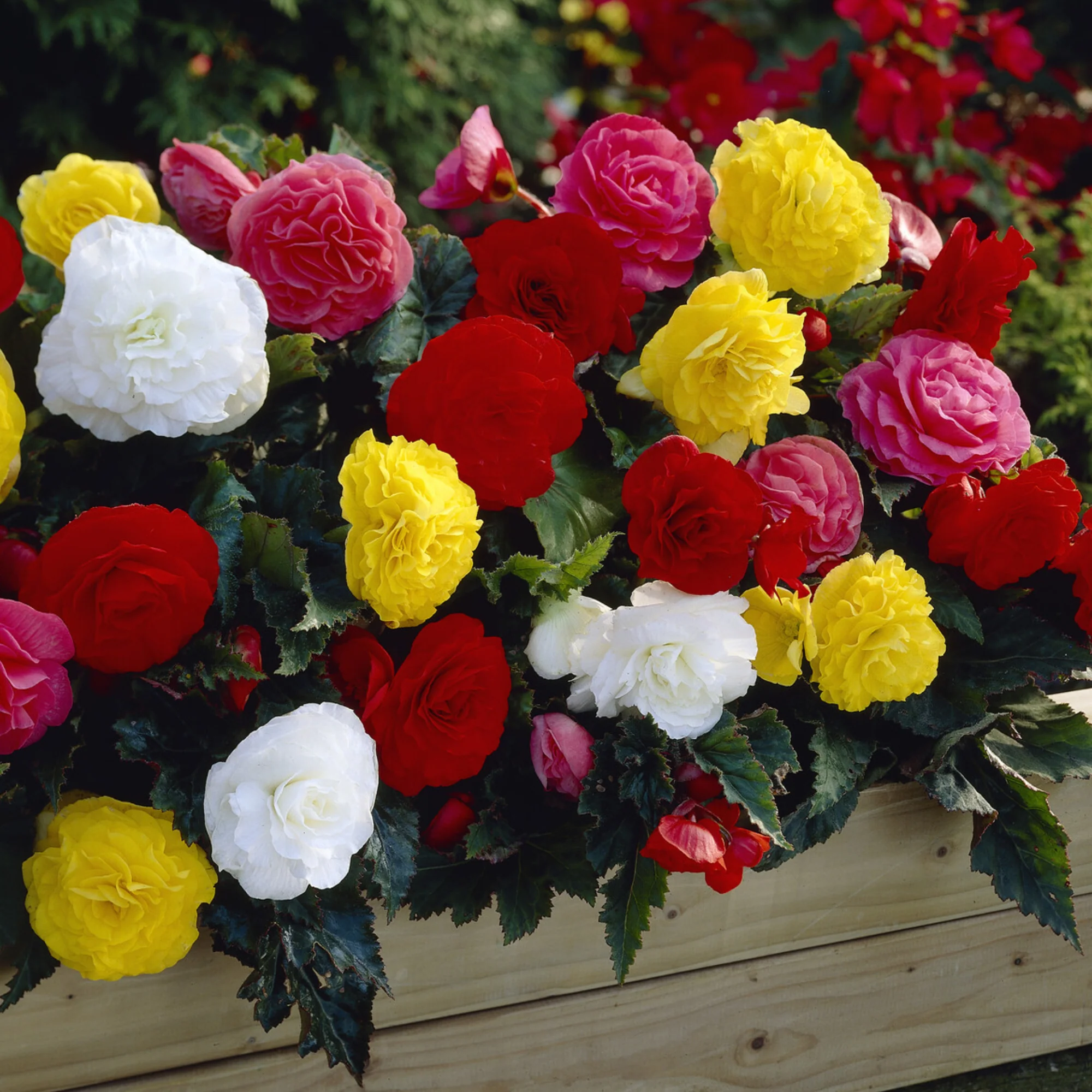 Begonia Non Stop Mocca - Image 3