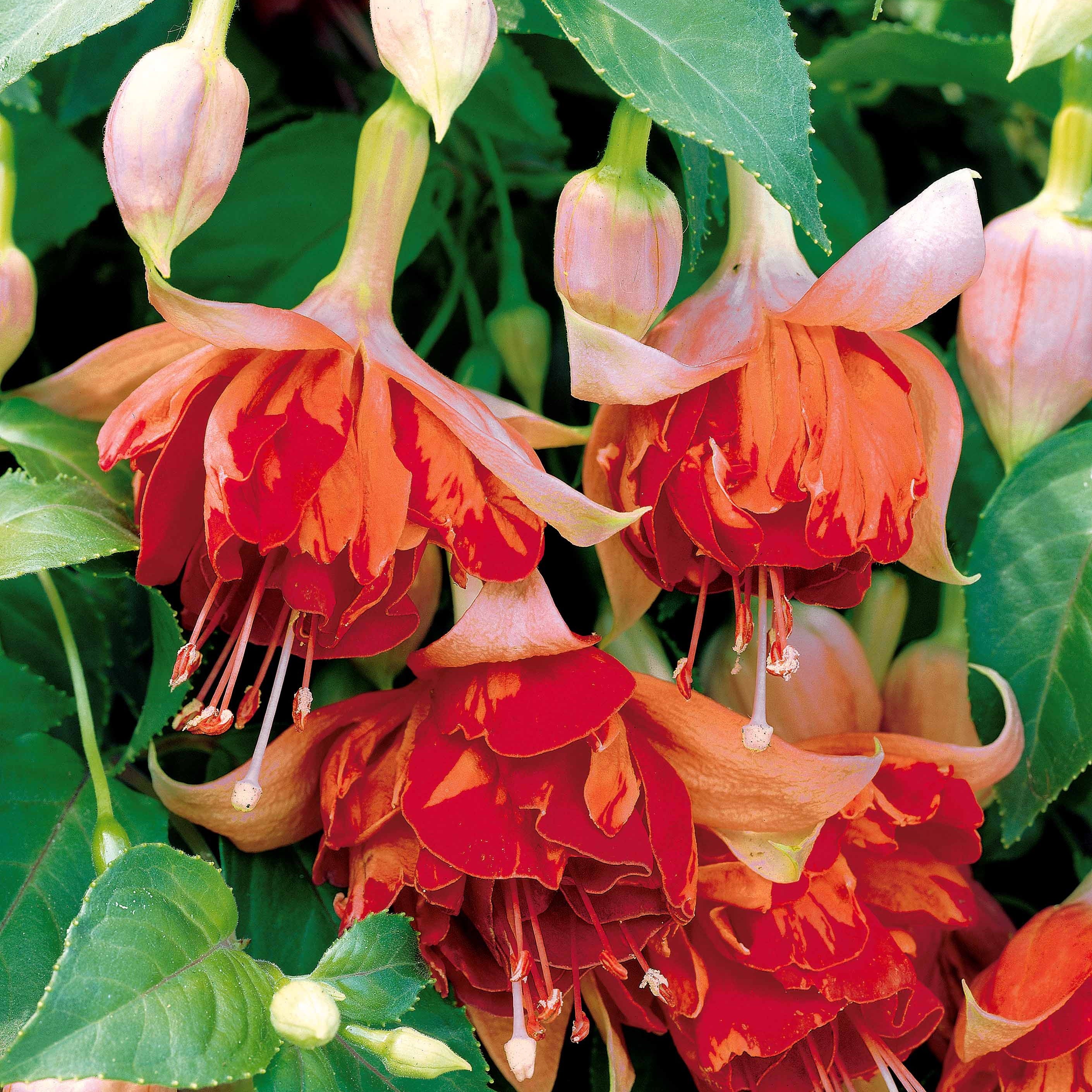 Bellenplant 'Bicentennial' (x3) - Image 2