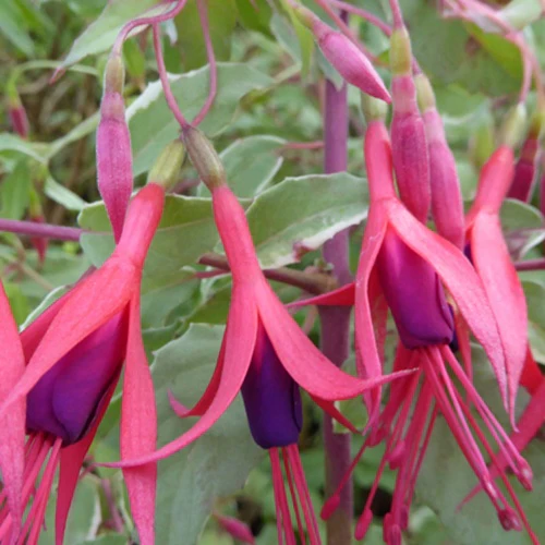 Bellenplant Magellan