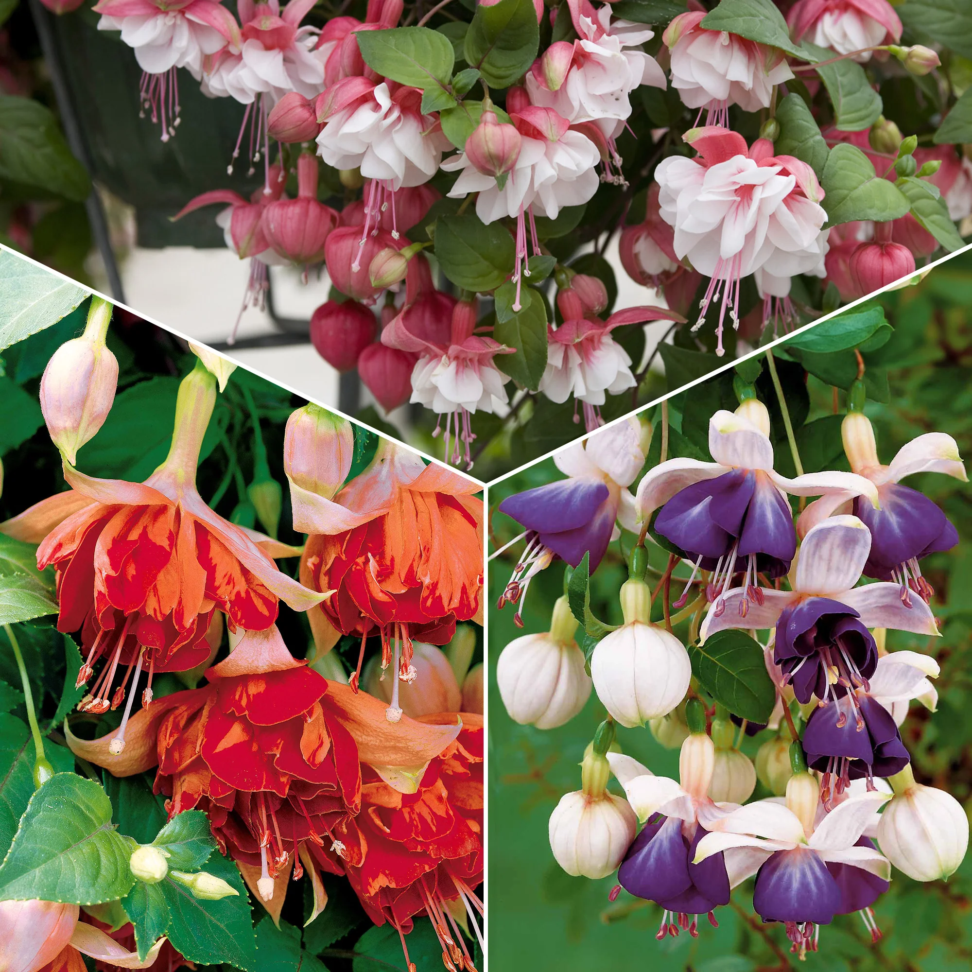 Bellenplant Mix 'Bicentennial' + 'Blue Angel' + 'Swingtime' (x6)