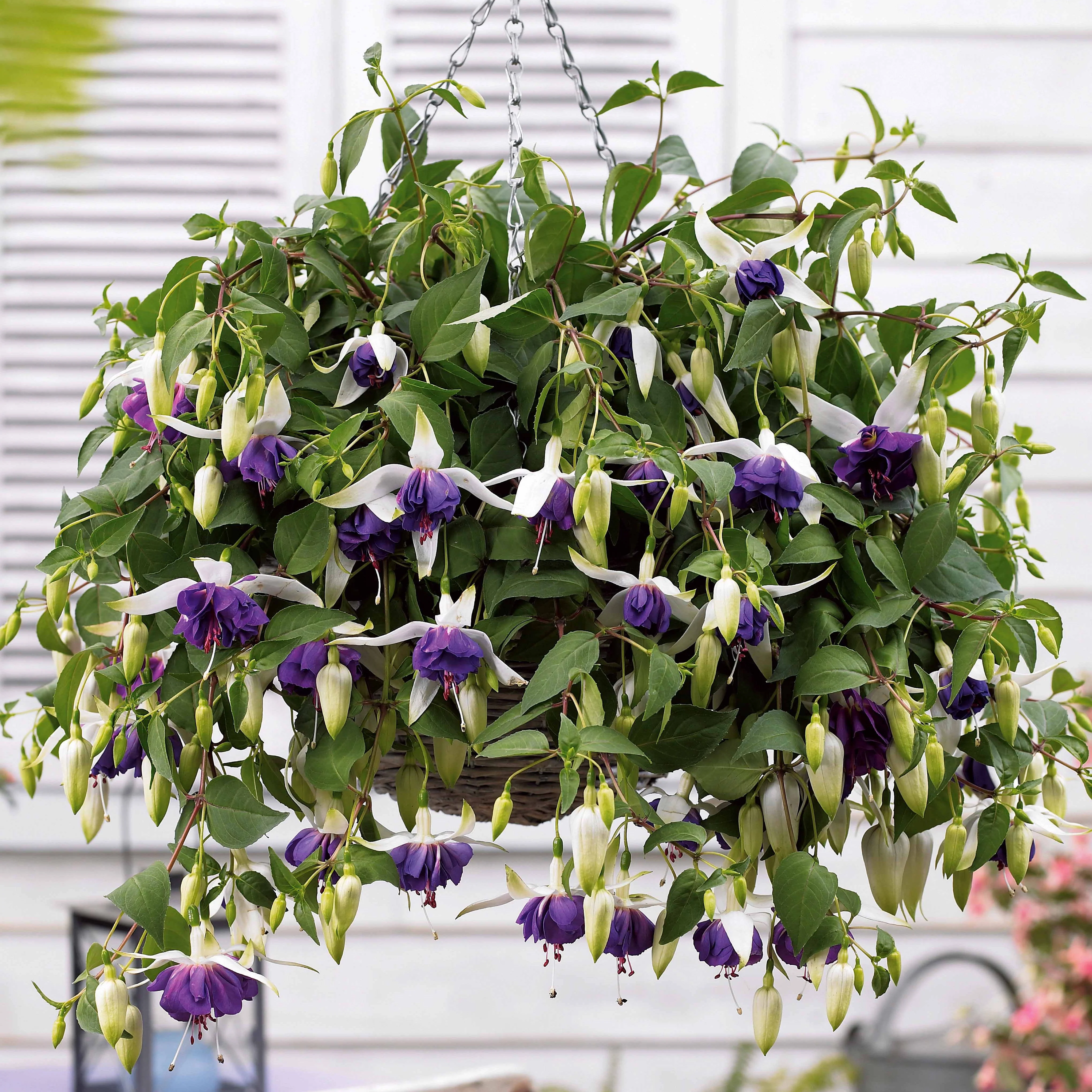 Bellenplant Mix 'Bicentennial' + 'Blue Angel' + 'Swingtime' (x6) - Image 5