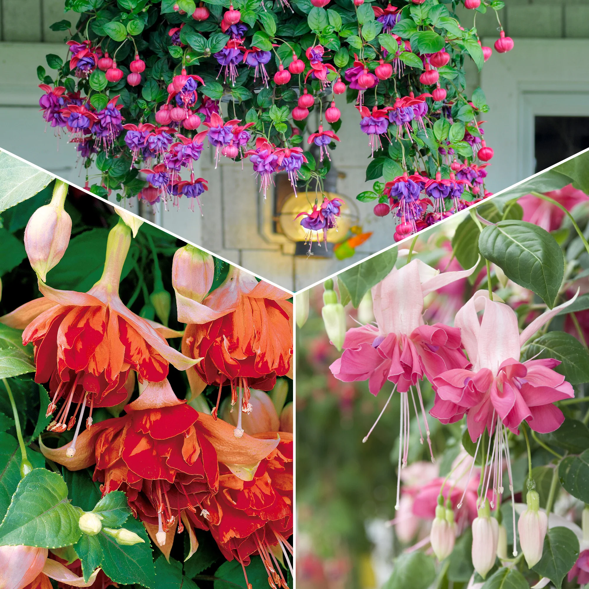 Bellenplant Mix 'Bicentennial' + 'Dark Eyes' + 'Bella Rosel' (x6)