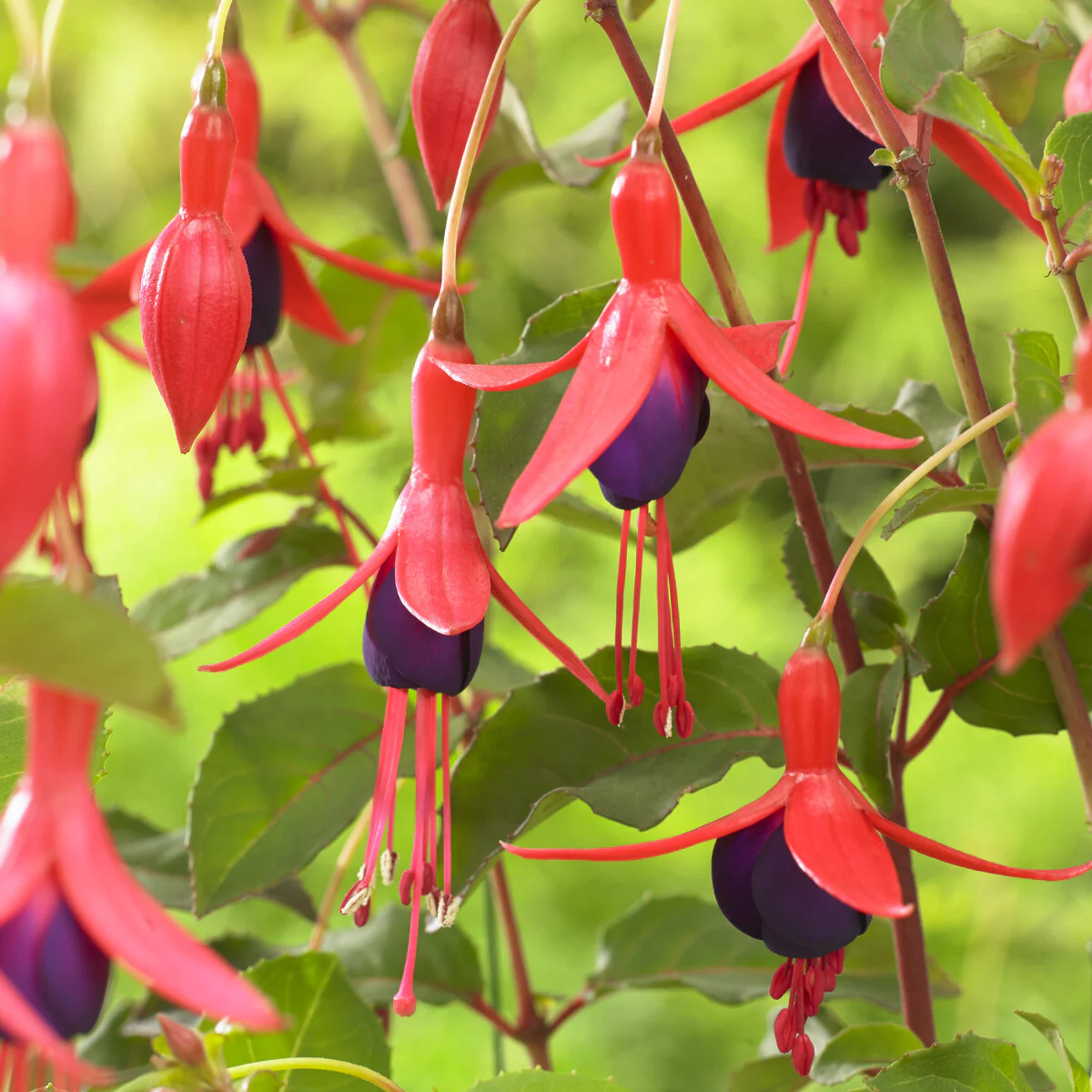 Bellenplant Mrs Popple - Image 4