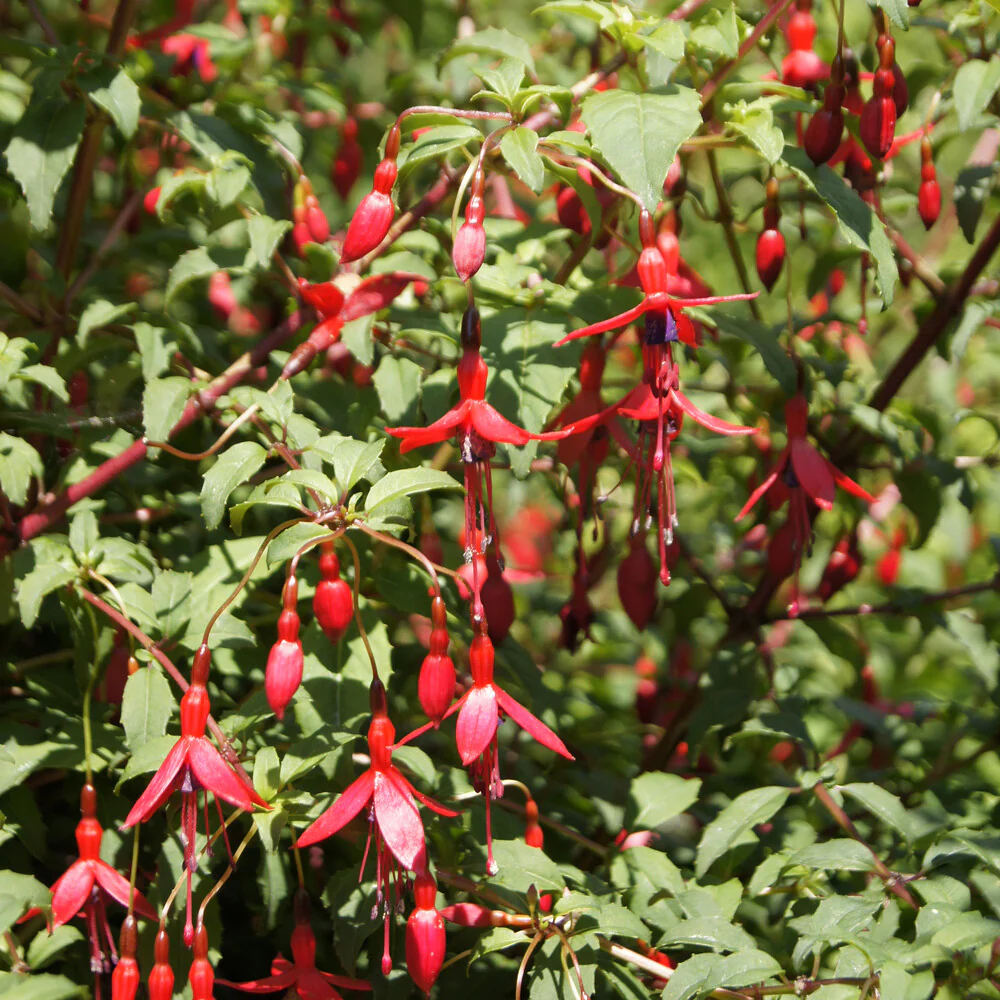 Bellenplant 'Riccartonii' - Image 2