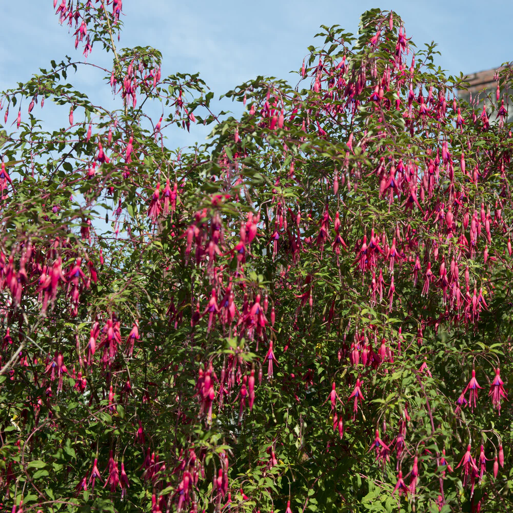 Bellenplant 'Riccartonii' - Image 3