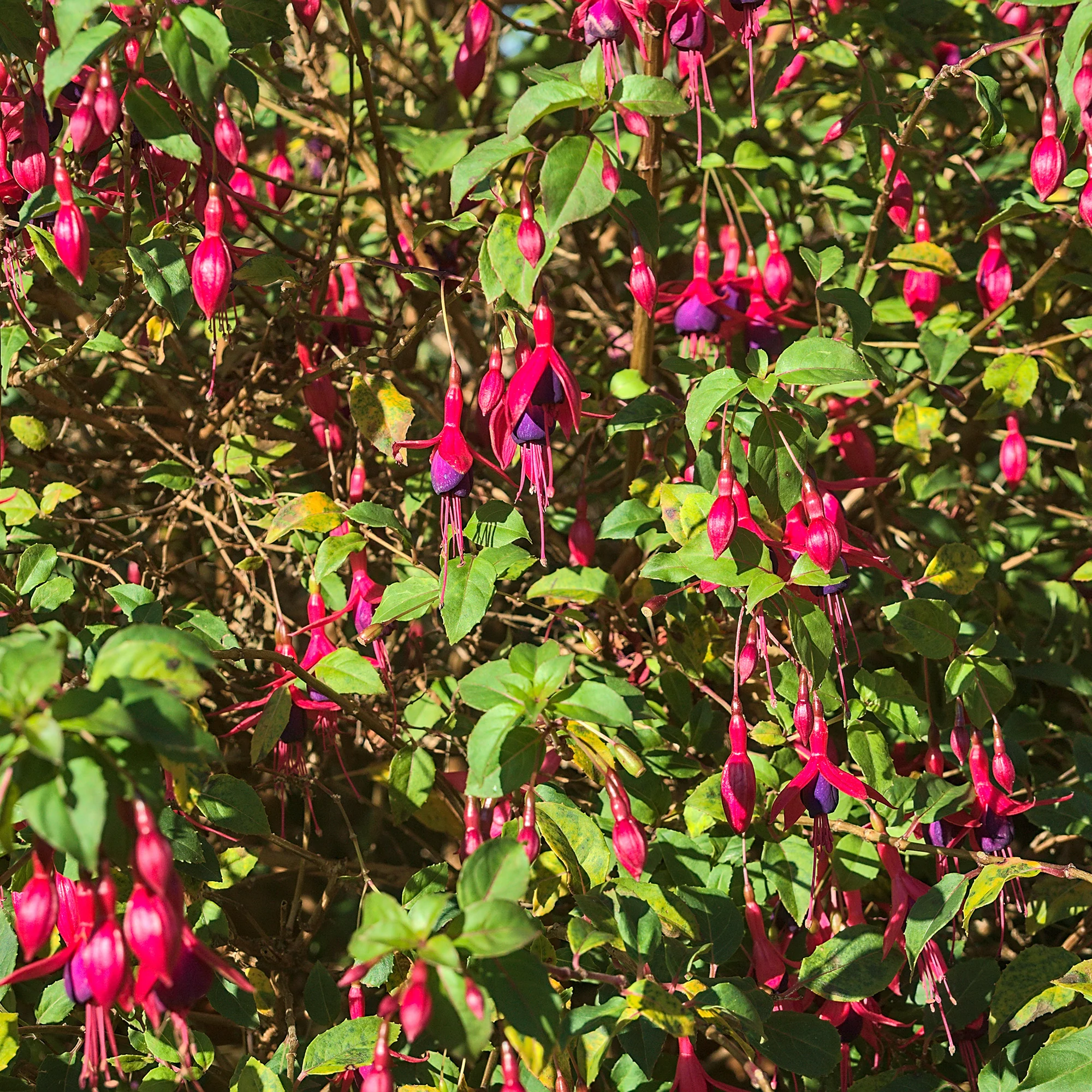 Bellenplant 'Riccartonii' - Image 6