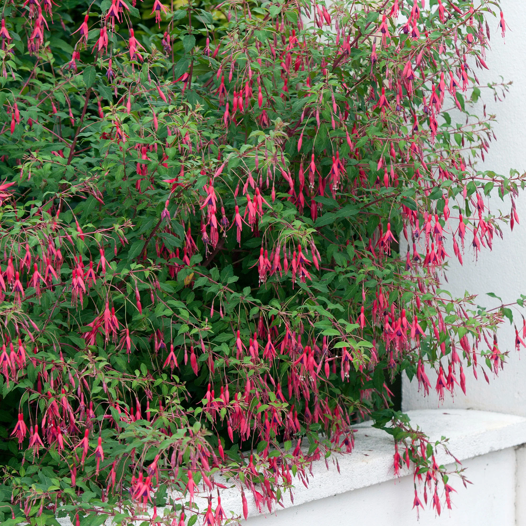 Bellenplant 'Riccartonii' - Image 7
