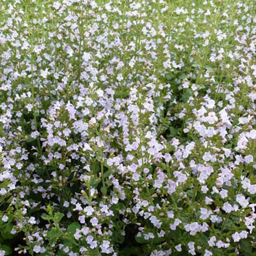 Bergsteentijm Clinopodium nepeta - Image 3