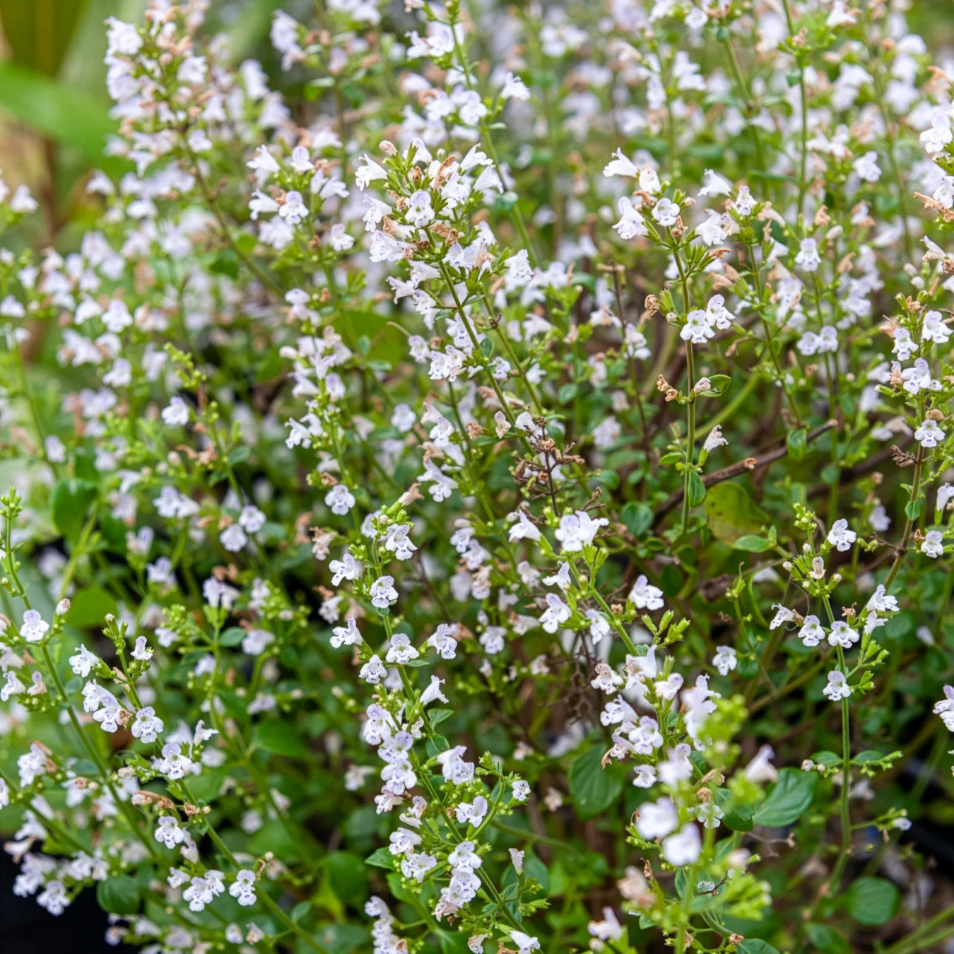 Bergsteentijm Menthe