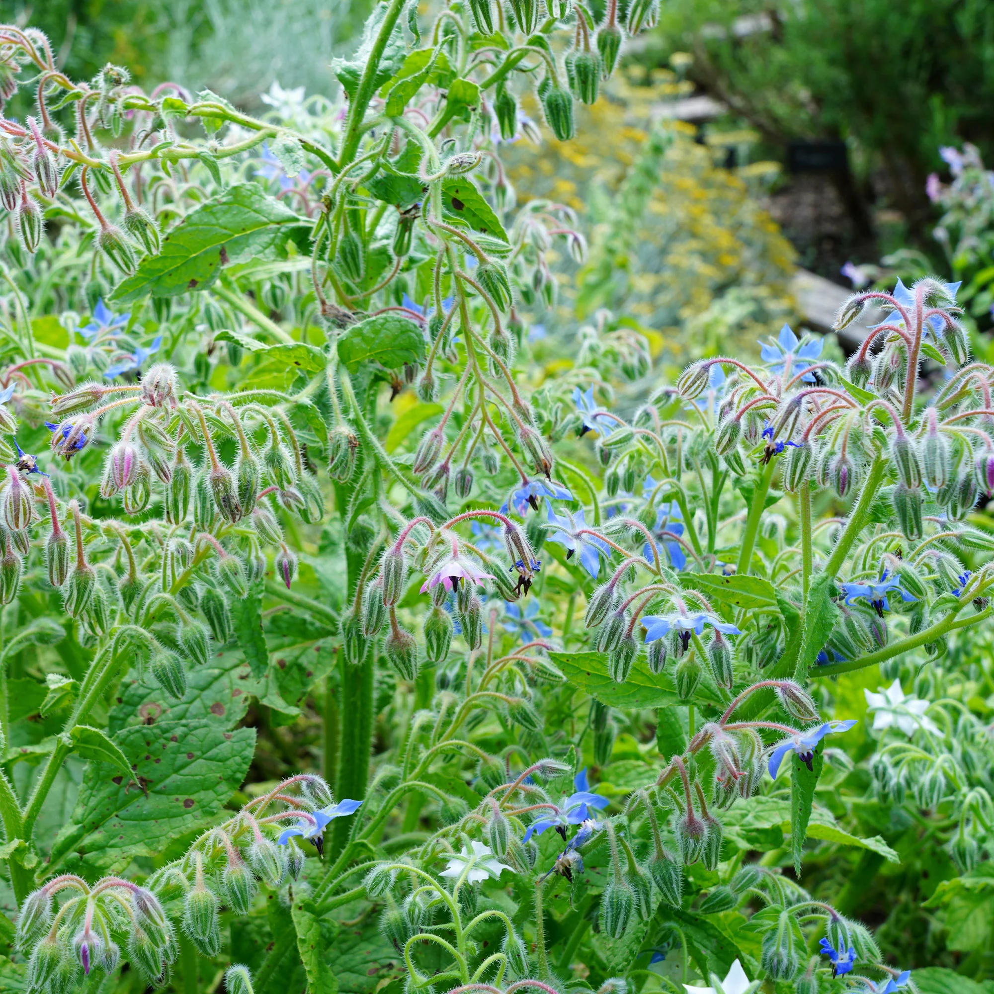 Bernagie - blauw - BIO - Image 3