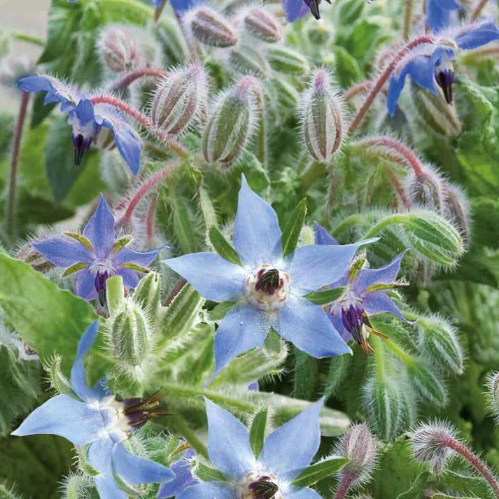Bernagie - blauw - BIO - Image 4