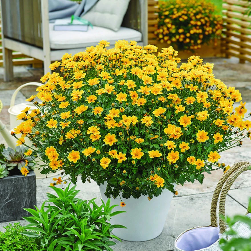 Bidens (x3)